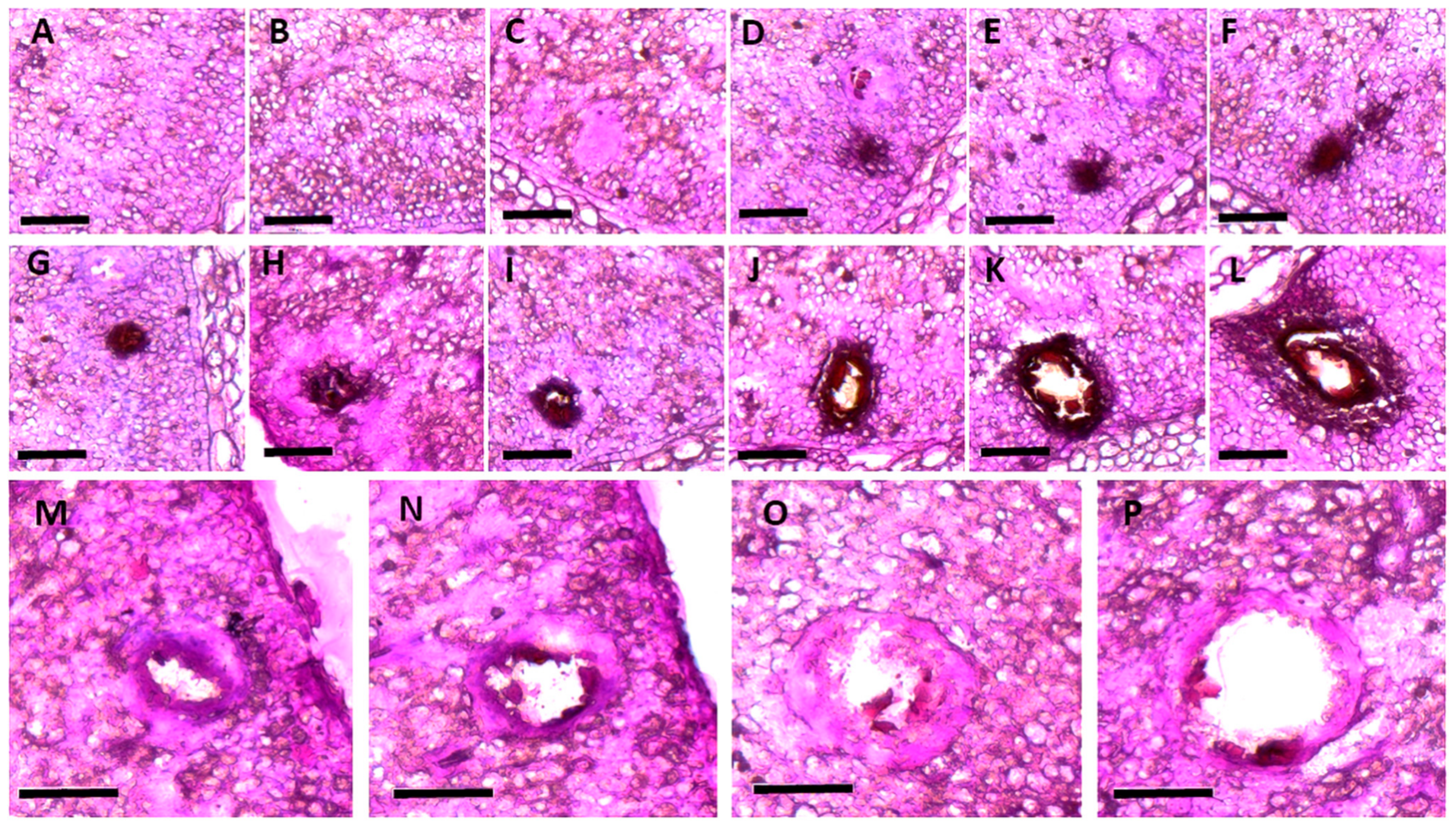 Ijms 23 04892 g001 Ijms 23 04892 g001