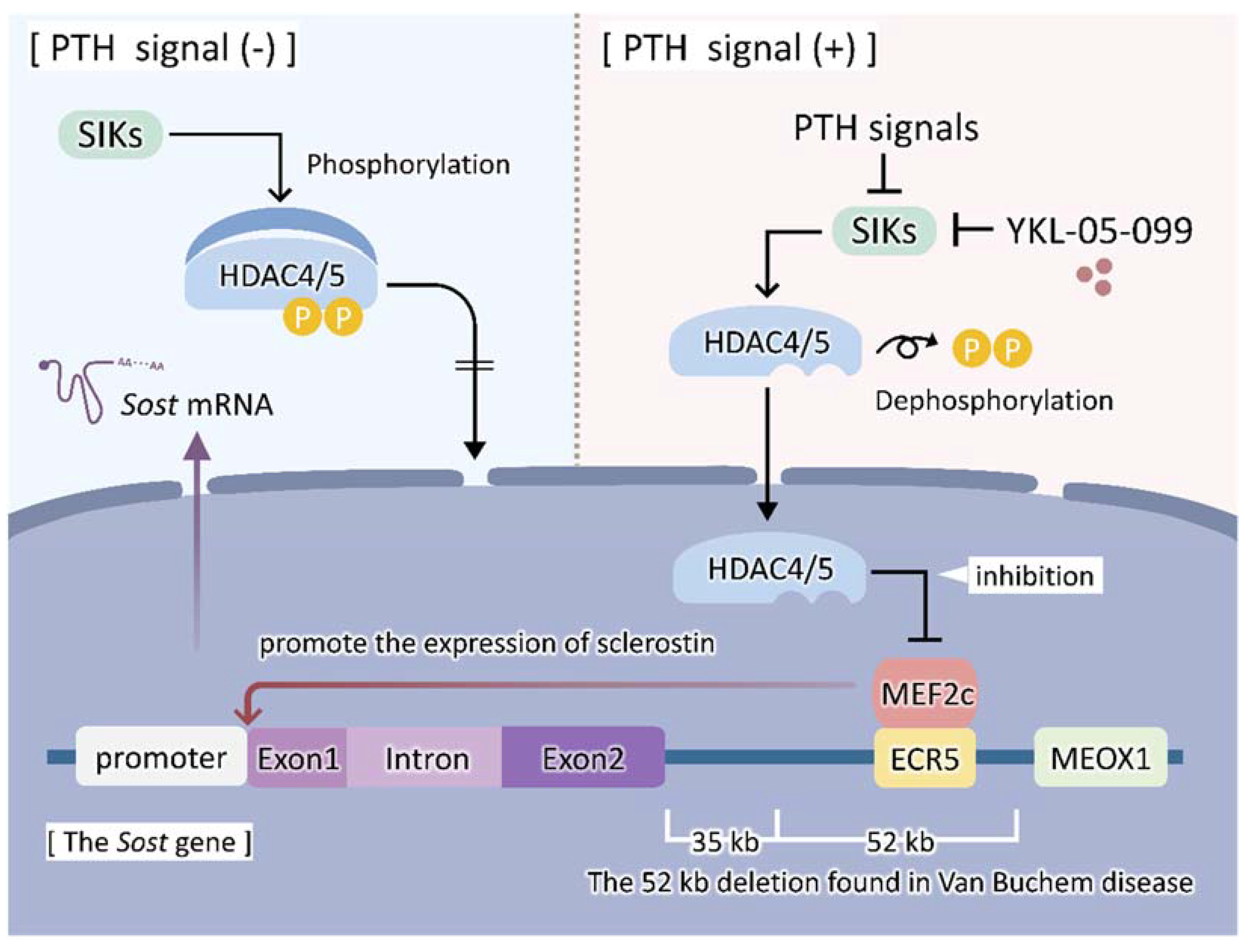 Ijms 23 04895 g001 550