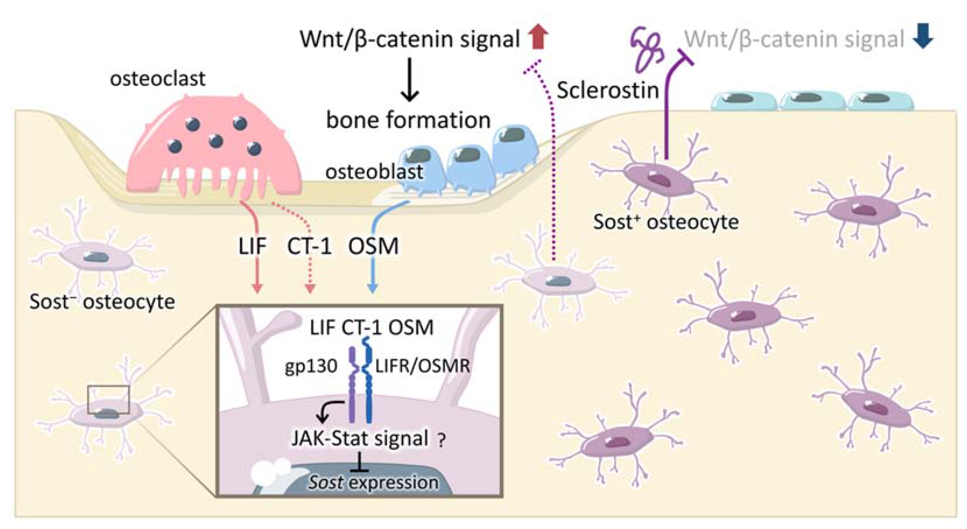 Ijms 23 04895 g002 550