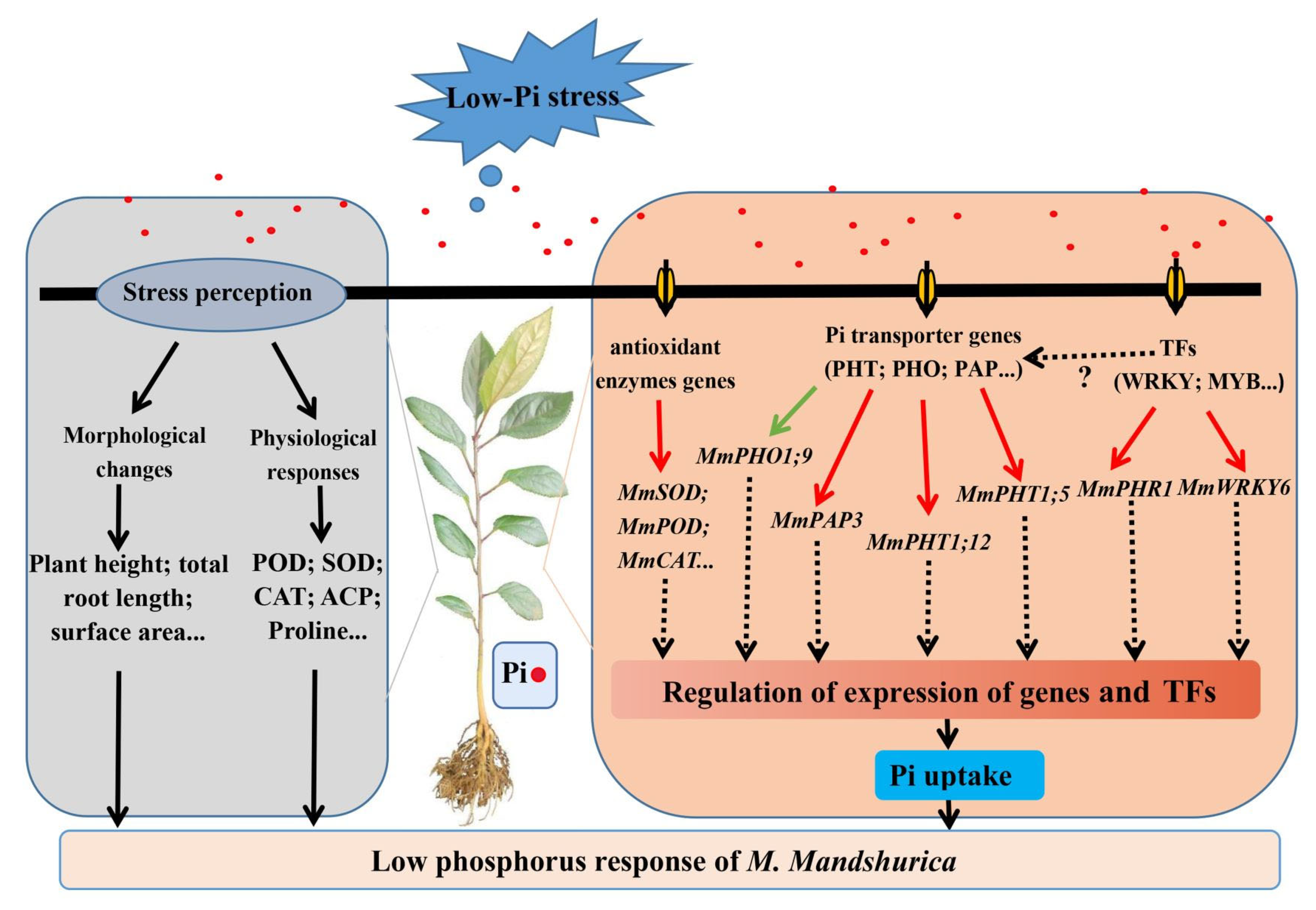Ijms 23 04896 g011 550