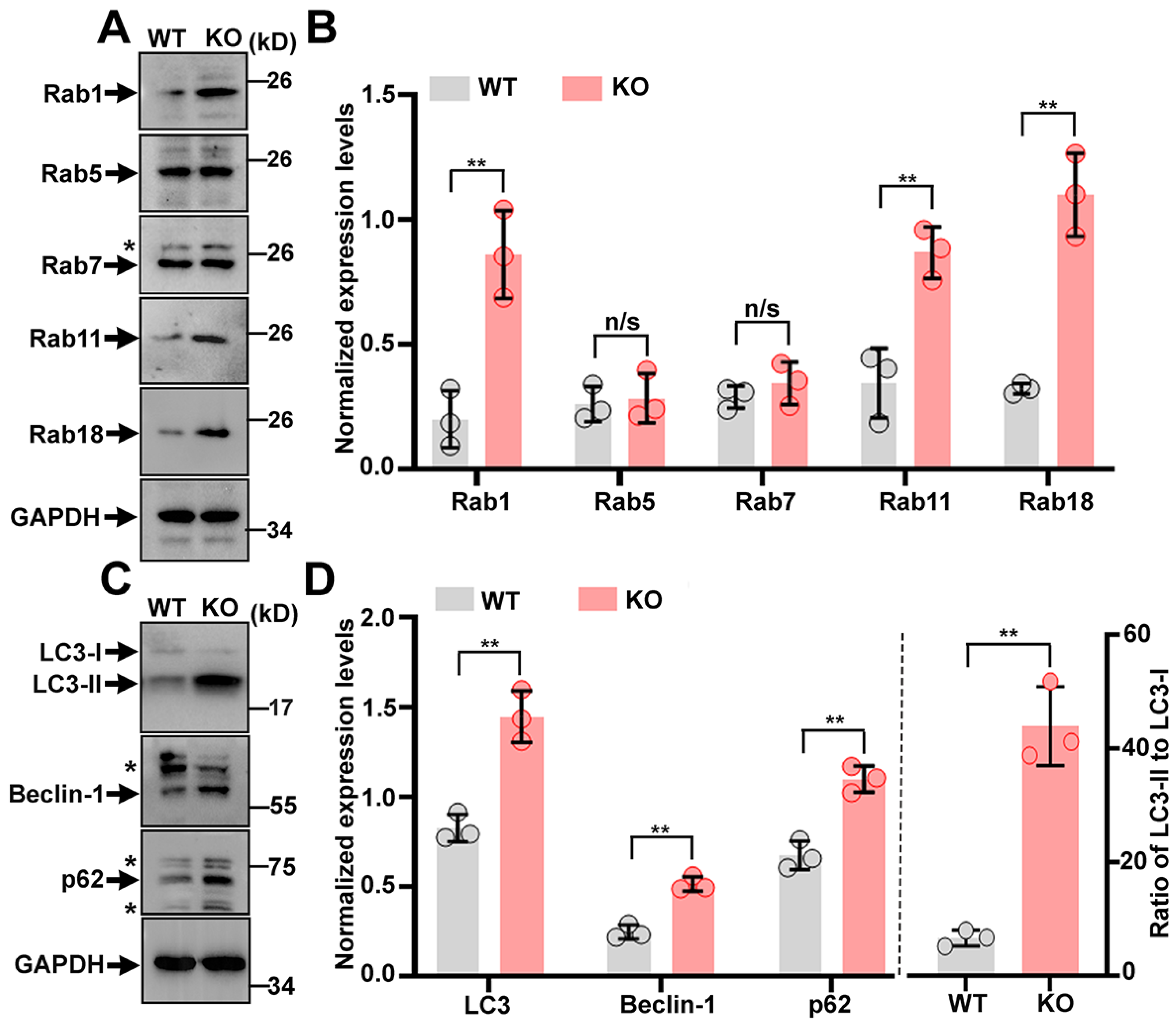 Ijms 23 04900 g004 550