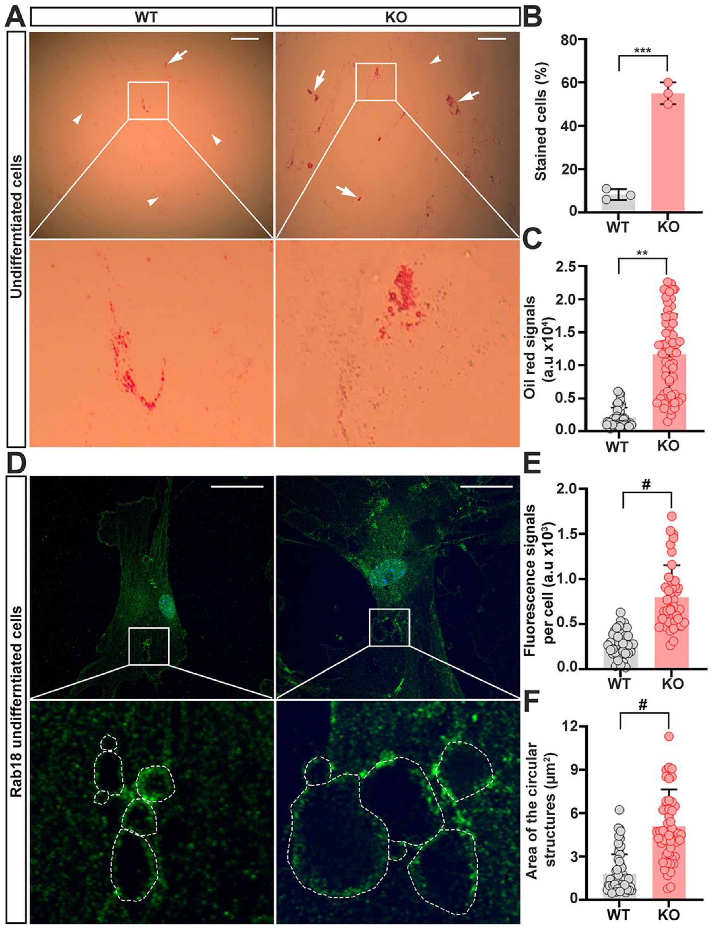Ijms 23 04900 g005 550