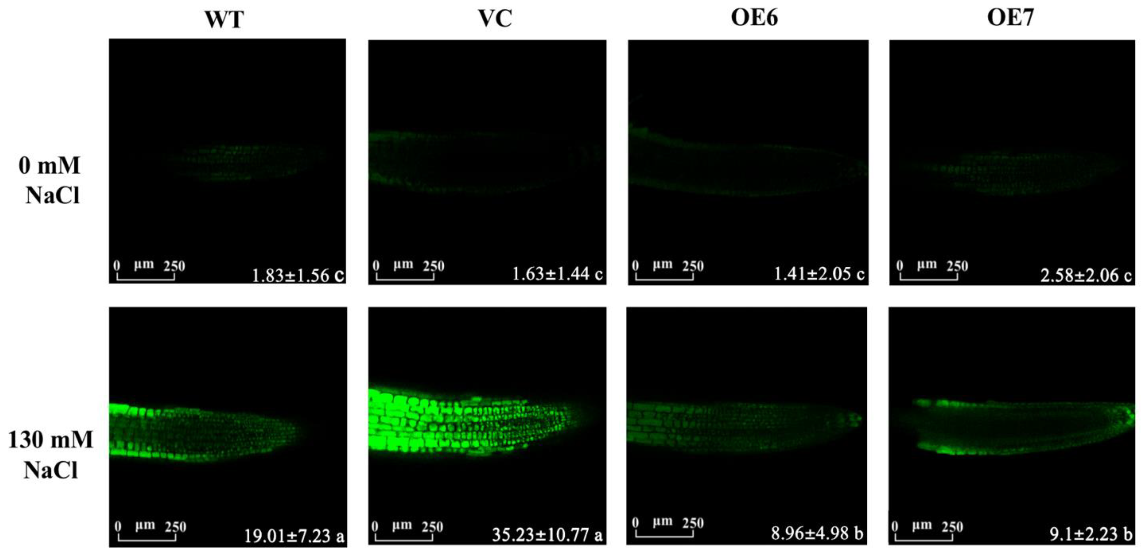 Ijms 23 04911 g007 550