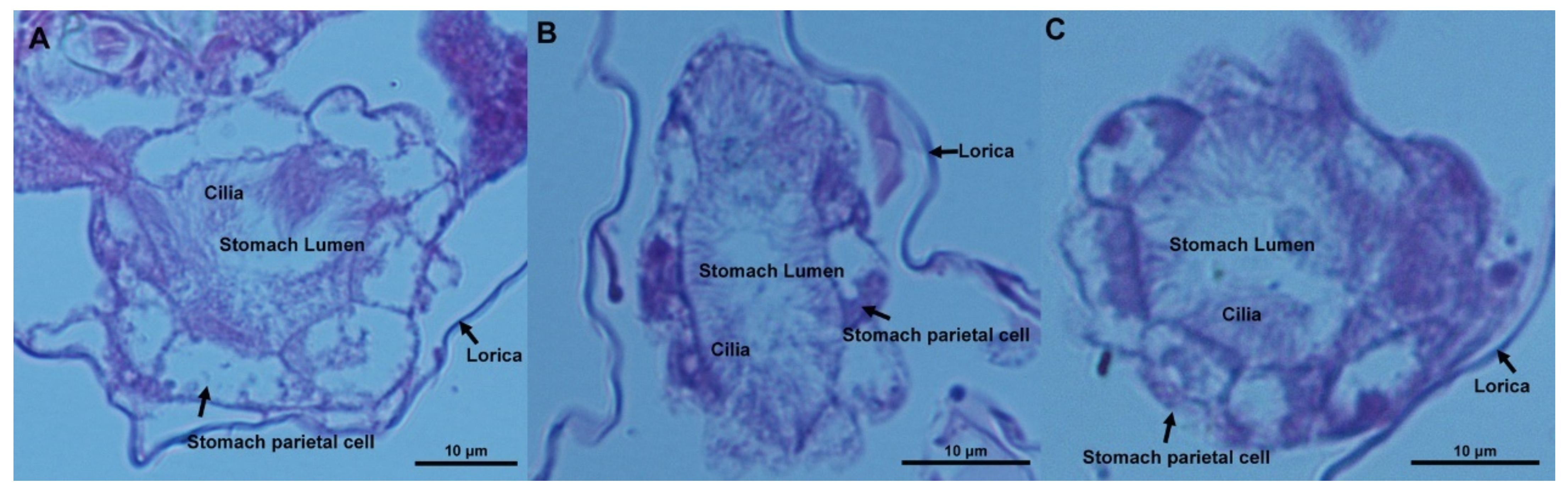 Ijms 23 04934 g002 550