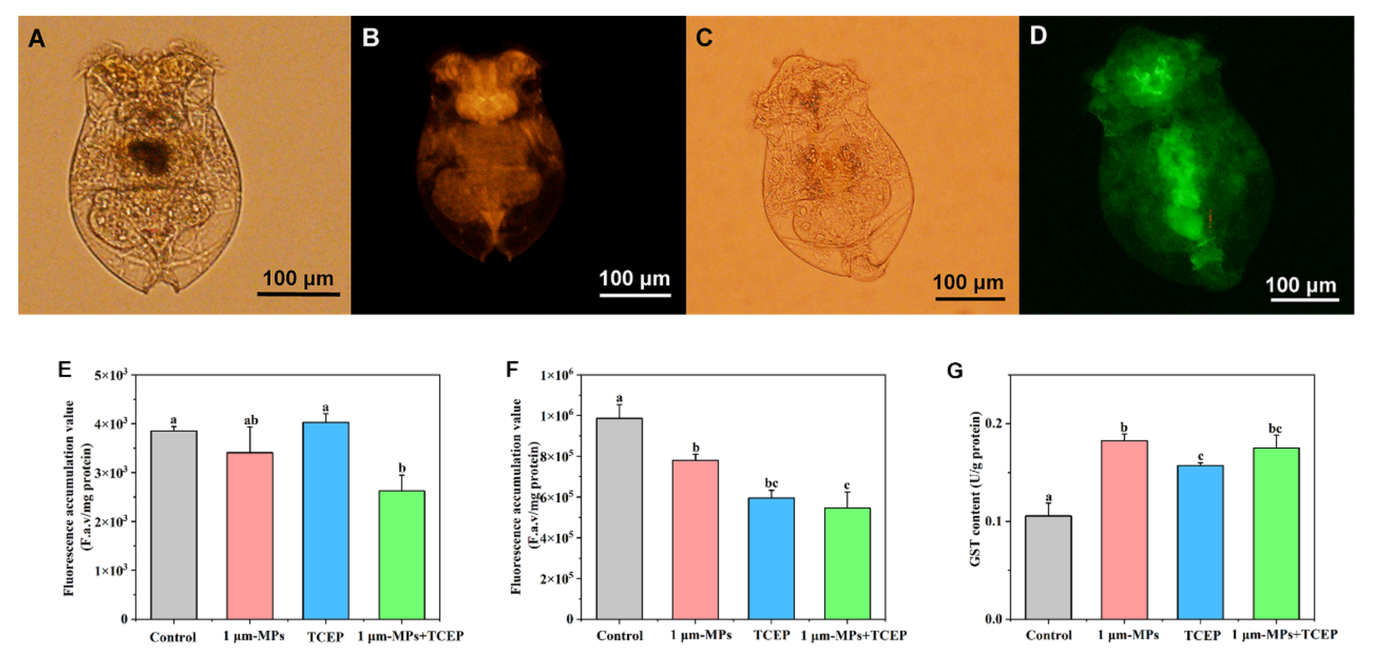 Ijms 23 04934 g007 550