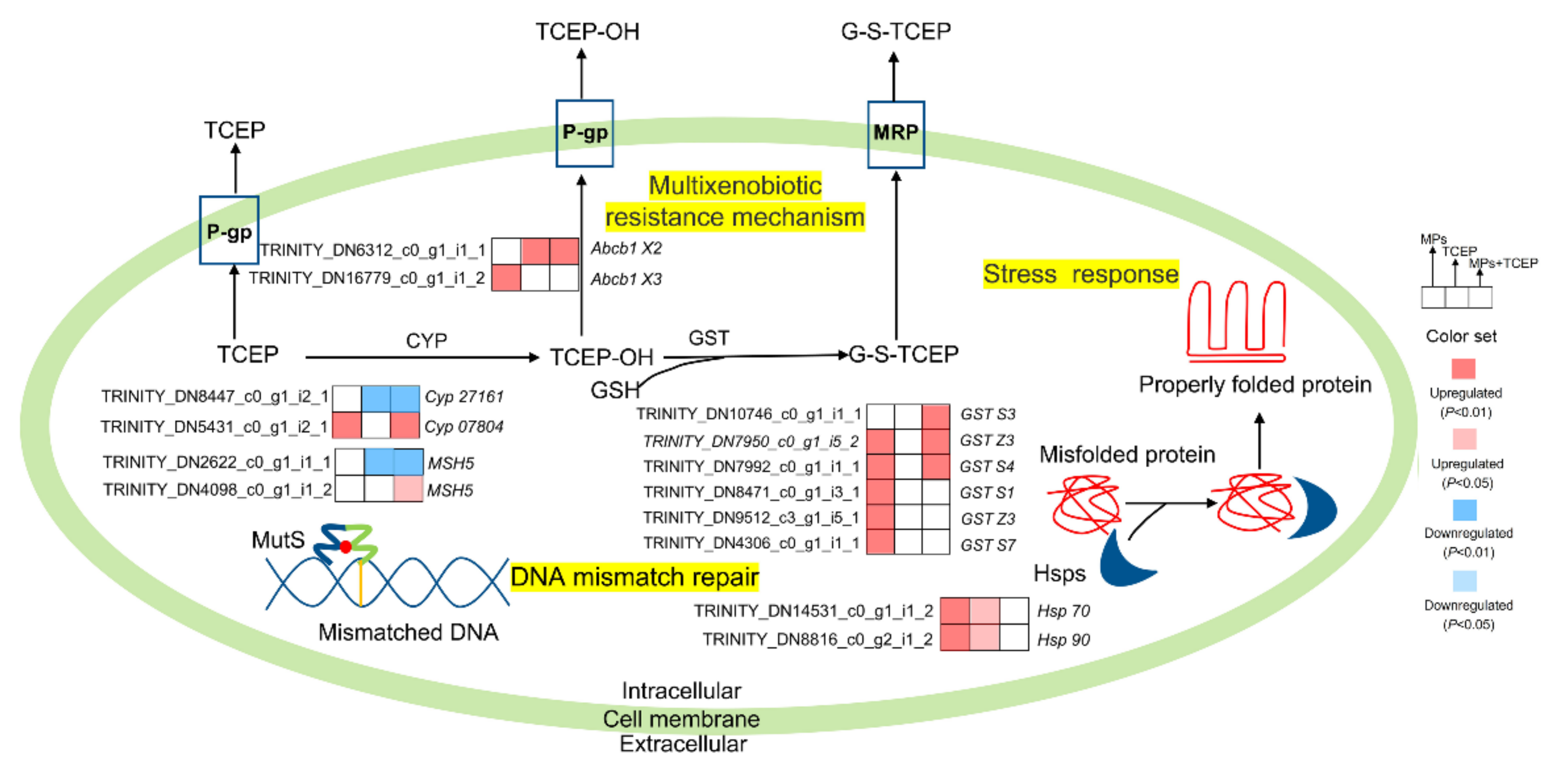 Ijms 23 04934 g008 550
