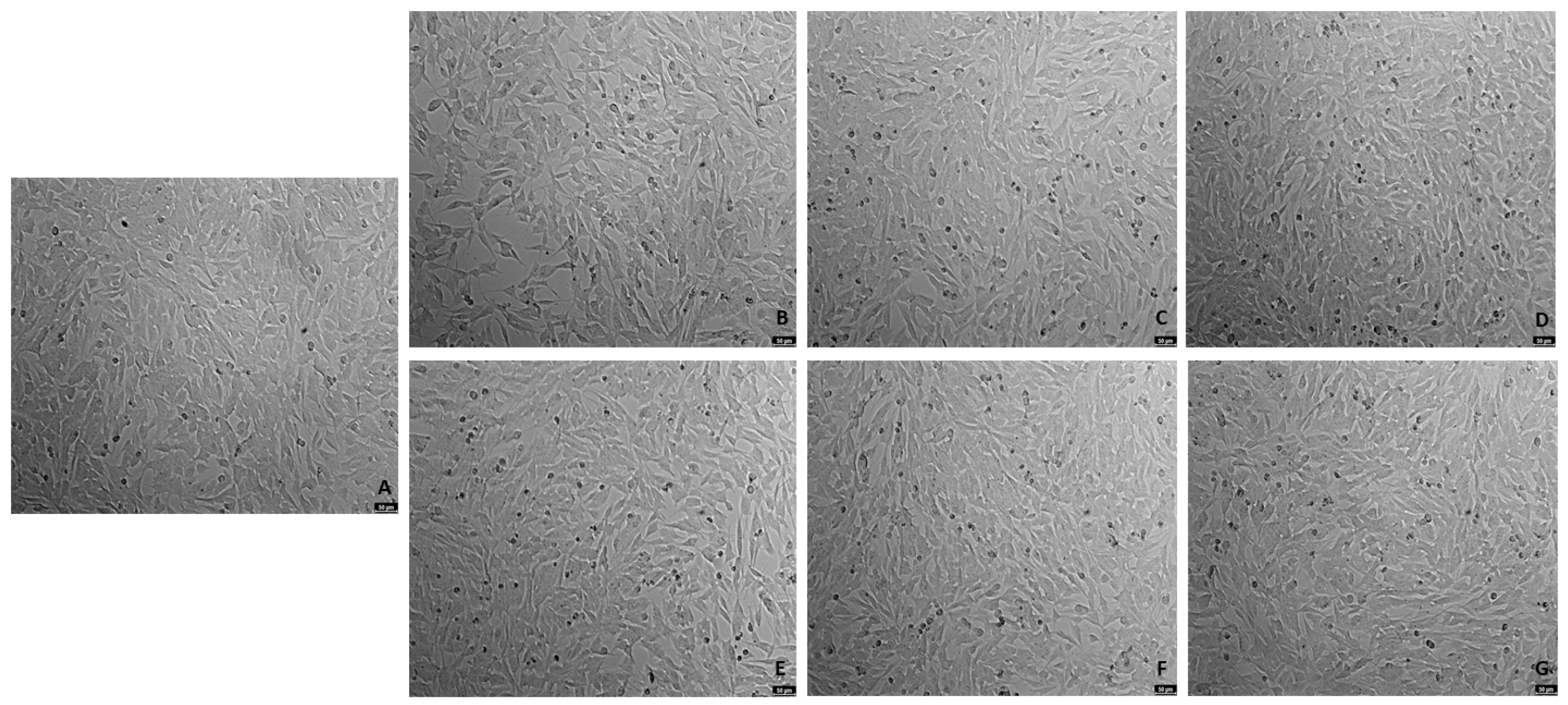 Ijms 23 04942 g006 550