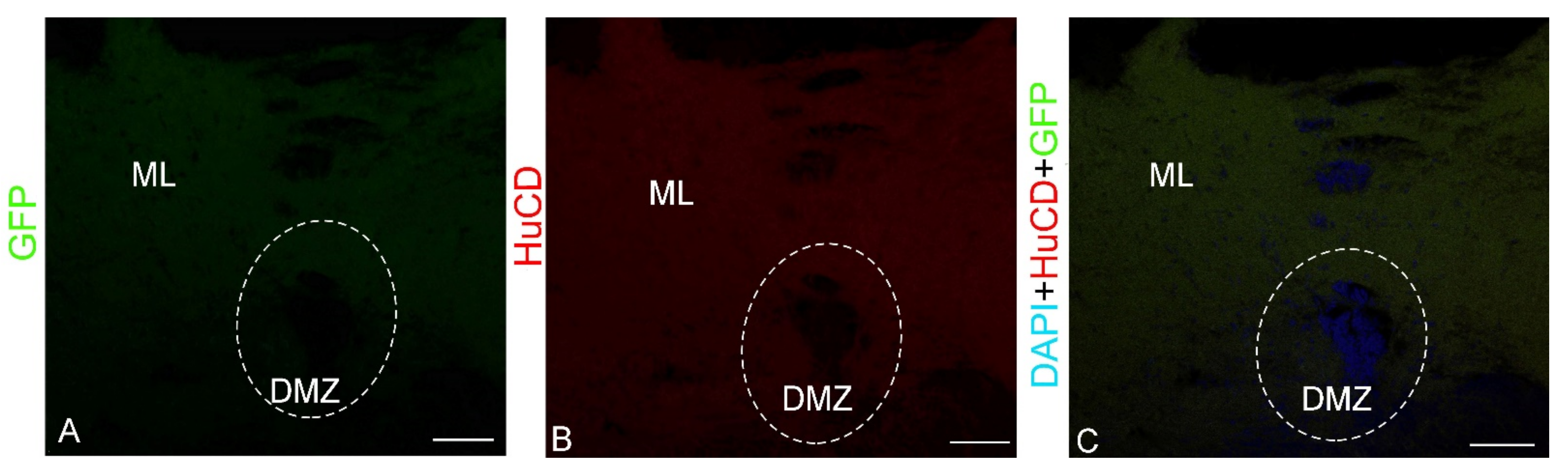 Ijms 23 04947 g002 Ijms 23 04947 g002