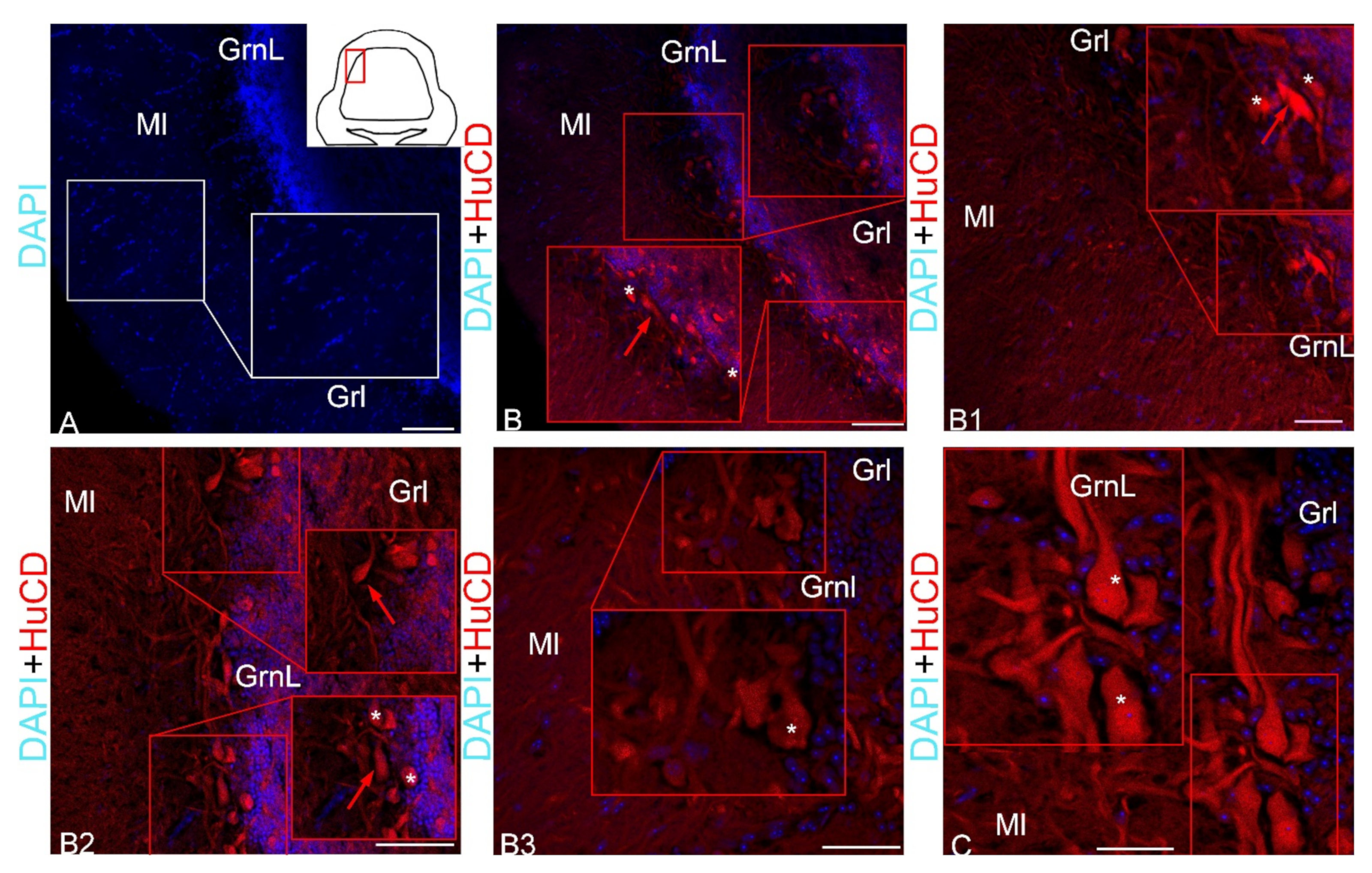Ijms 23 04947 g003 Ijms 23 04947 g003