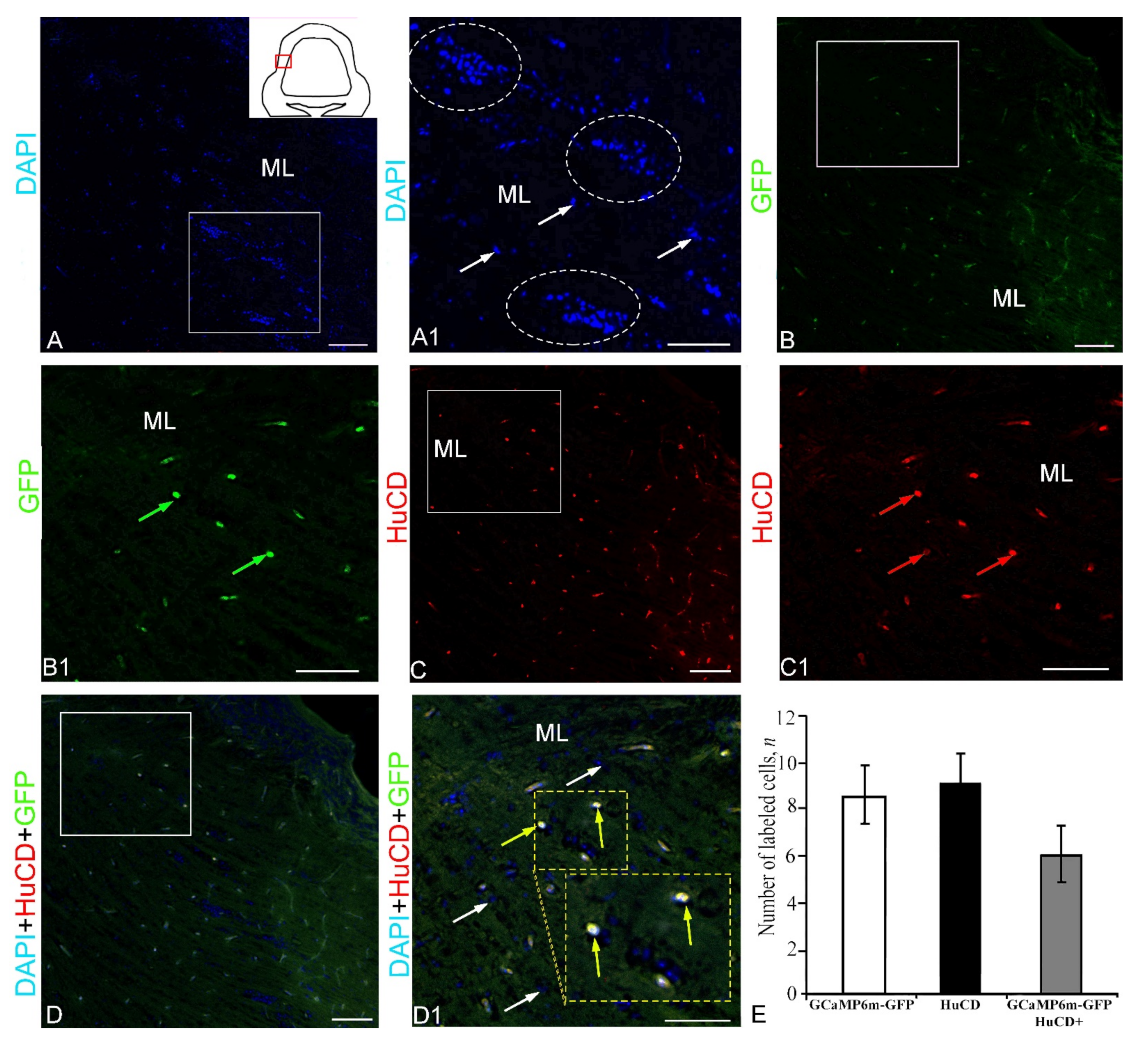 Ijms 23 04947 g004 Ijms 23 04947 g004