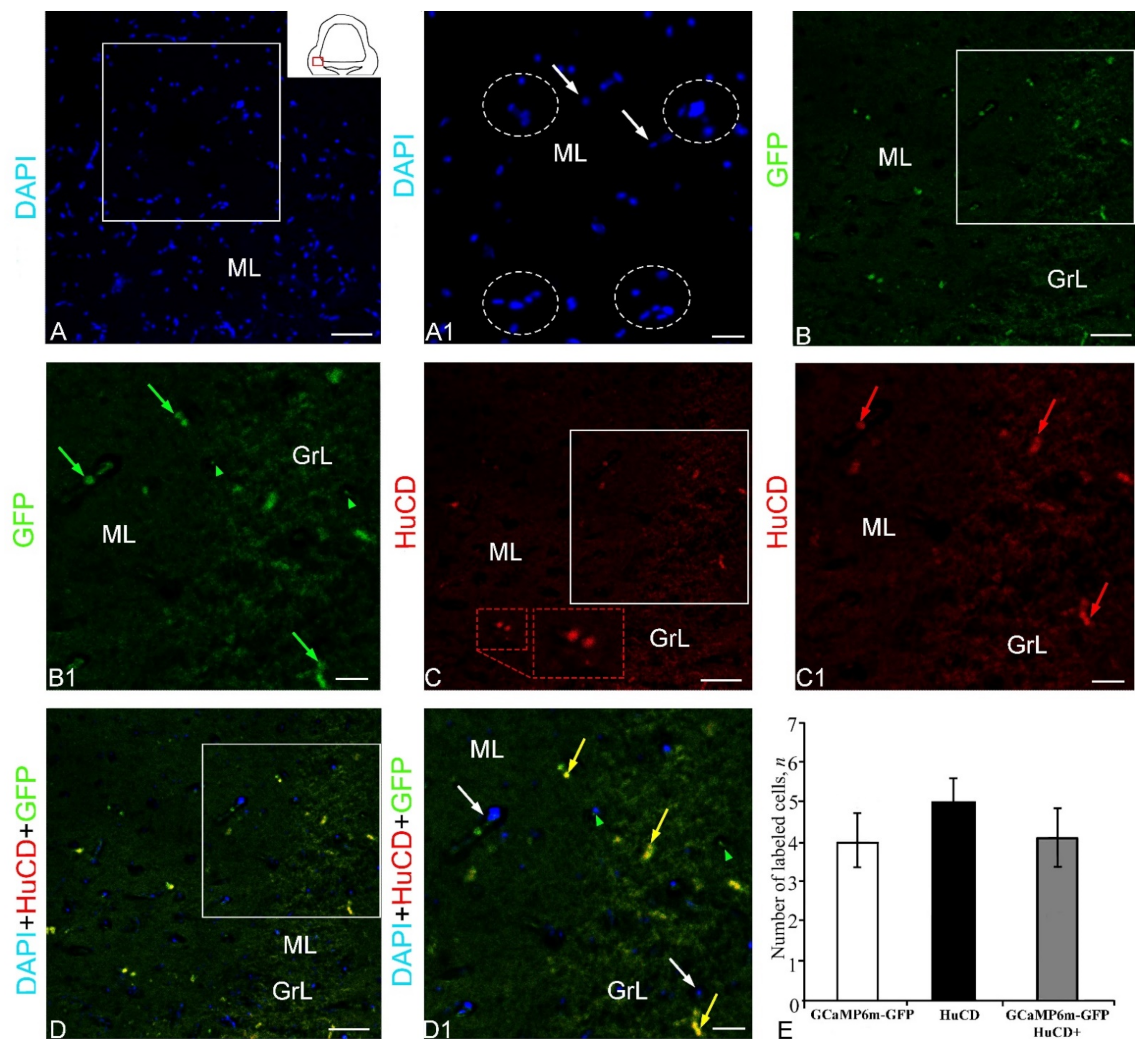 Ijms 23 04947 g005 Ijms 23 04947 g005