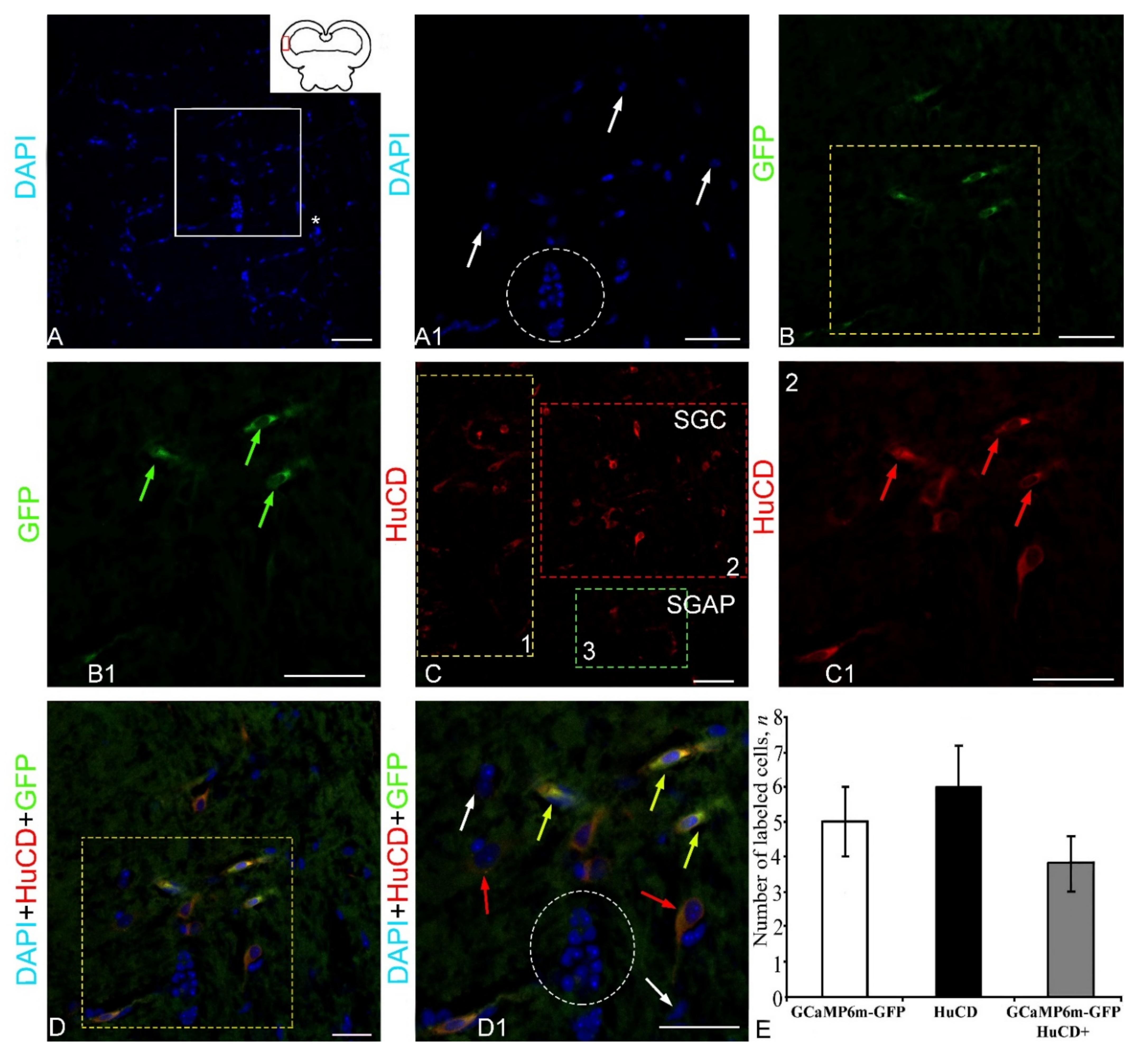 Ijms 23 04947 g006 Ijms 23 04947 g006