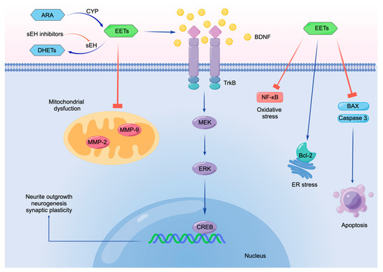 Soluble Epoxide Hydrolase as a Therapeutic Target for