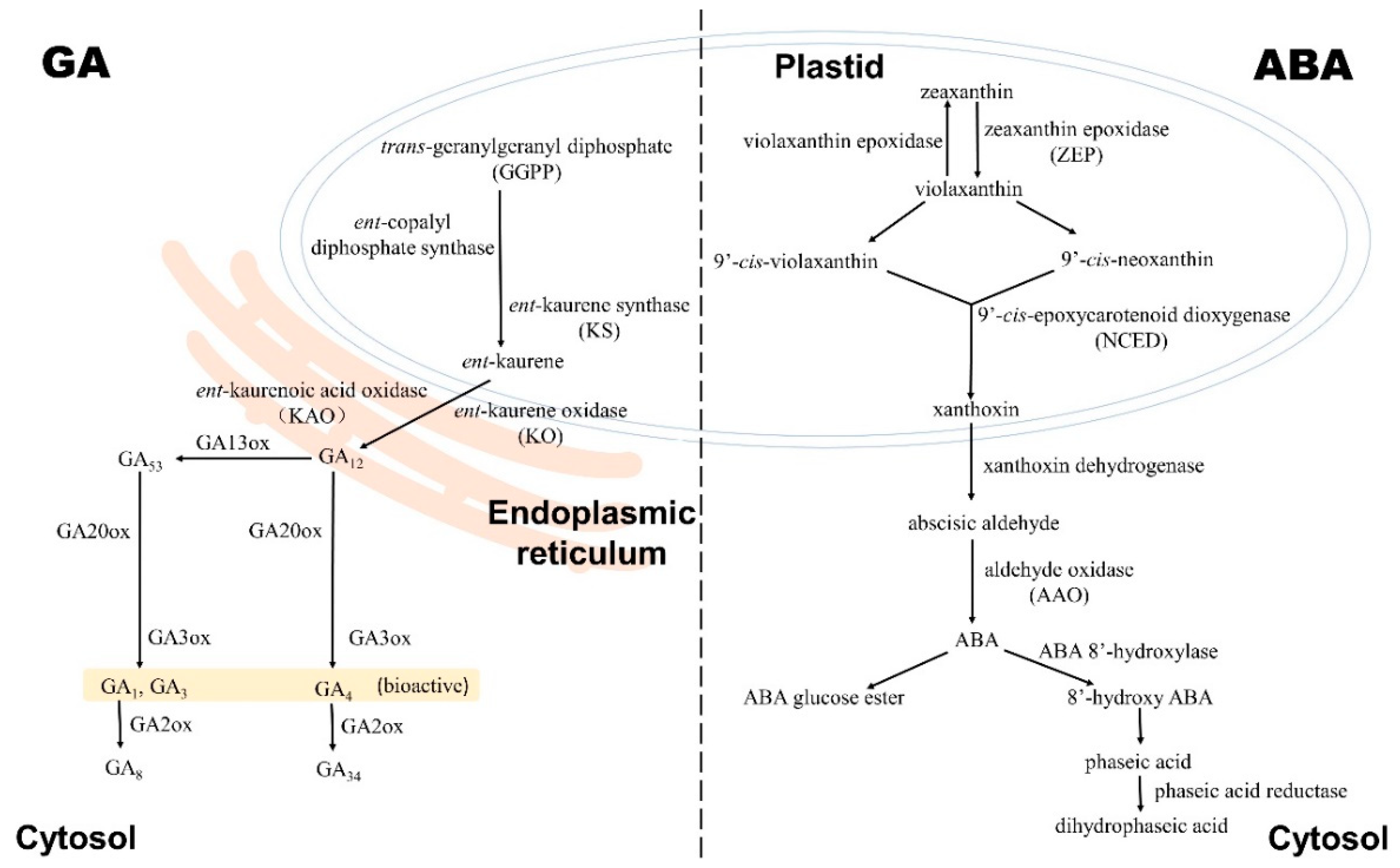 Ijms 23 04955 g001 550
