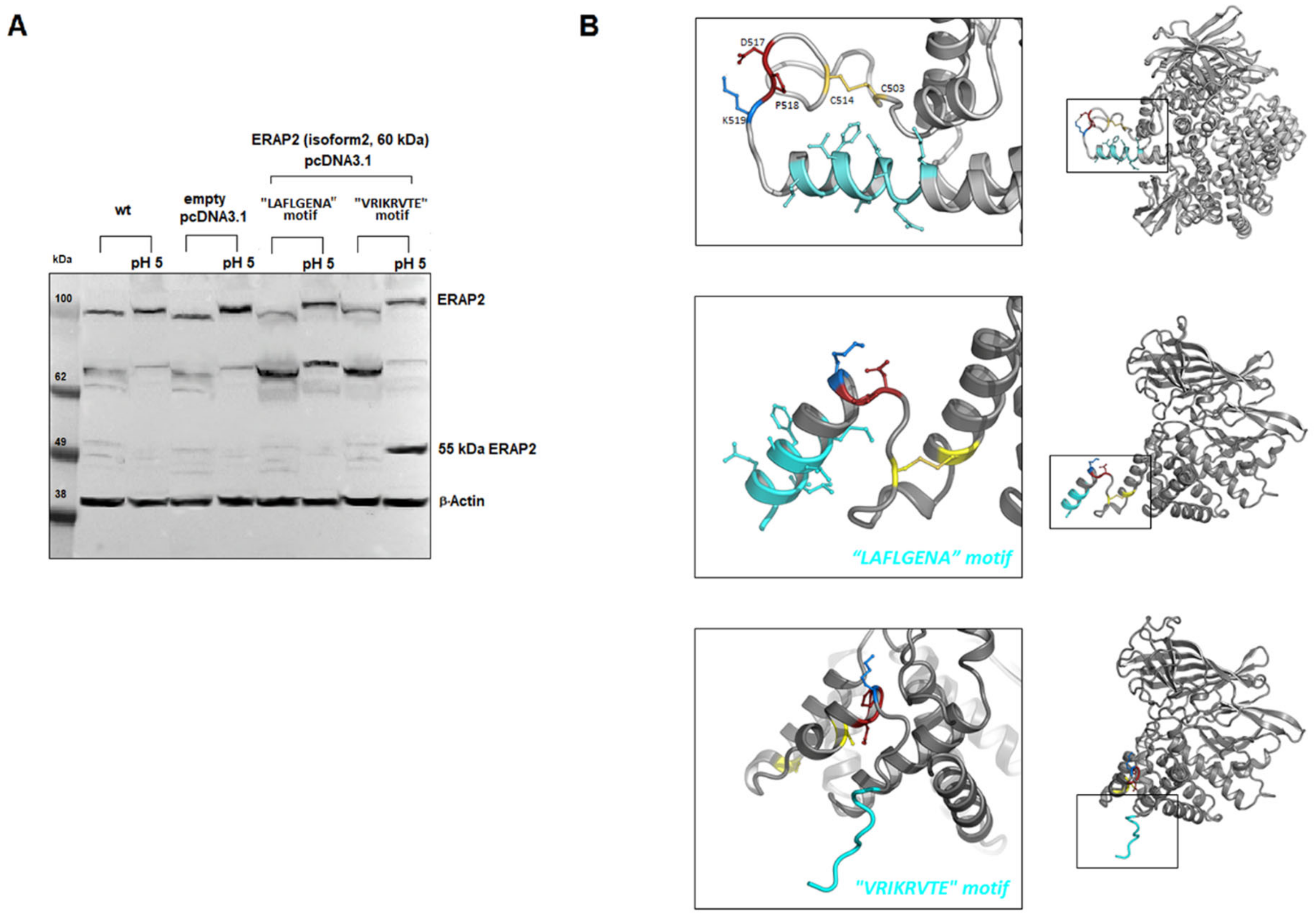 Ijms 23 04961 g006 550