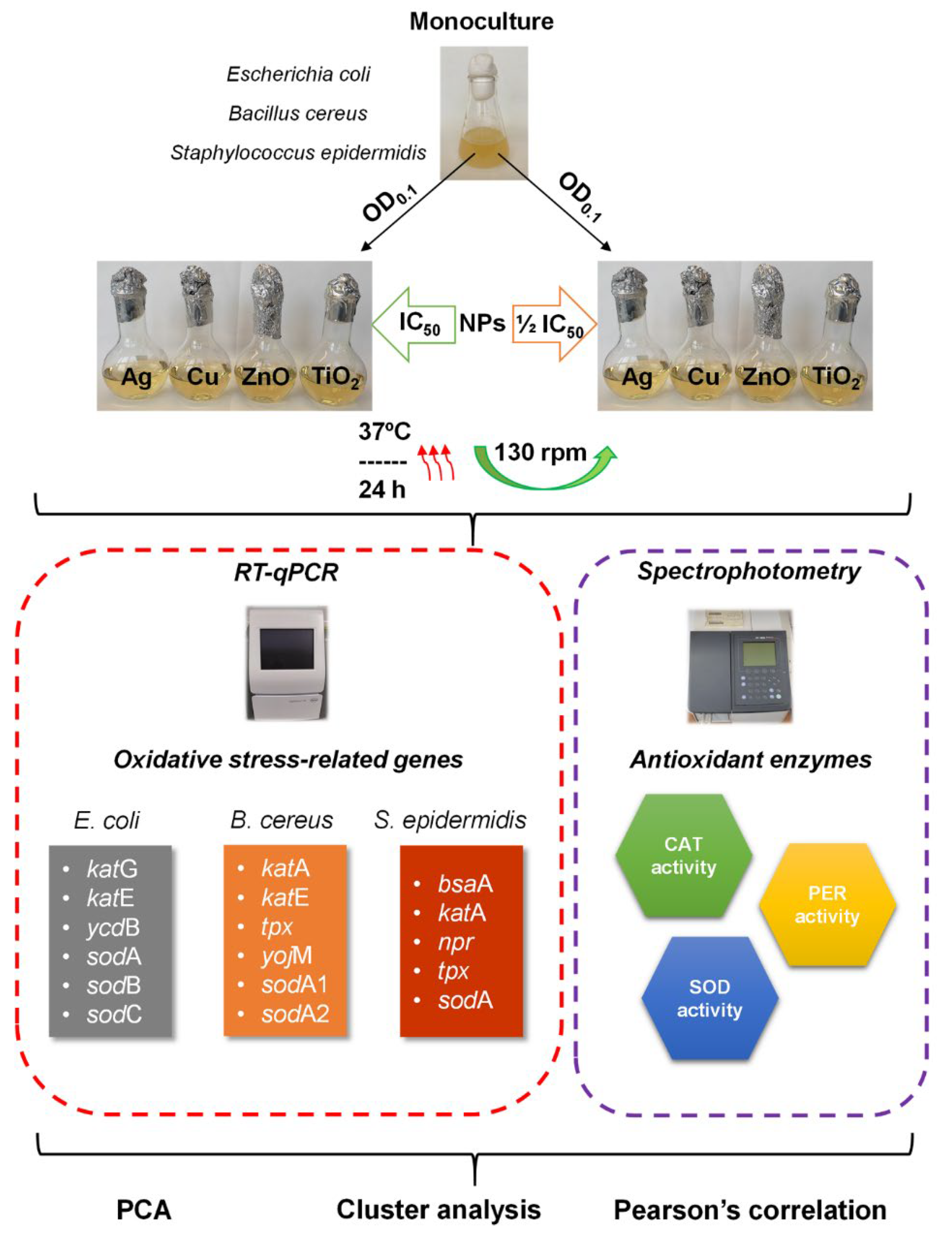 Ijms 23 04966 g001 Ijms 23 04966 g001