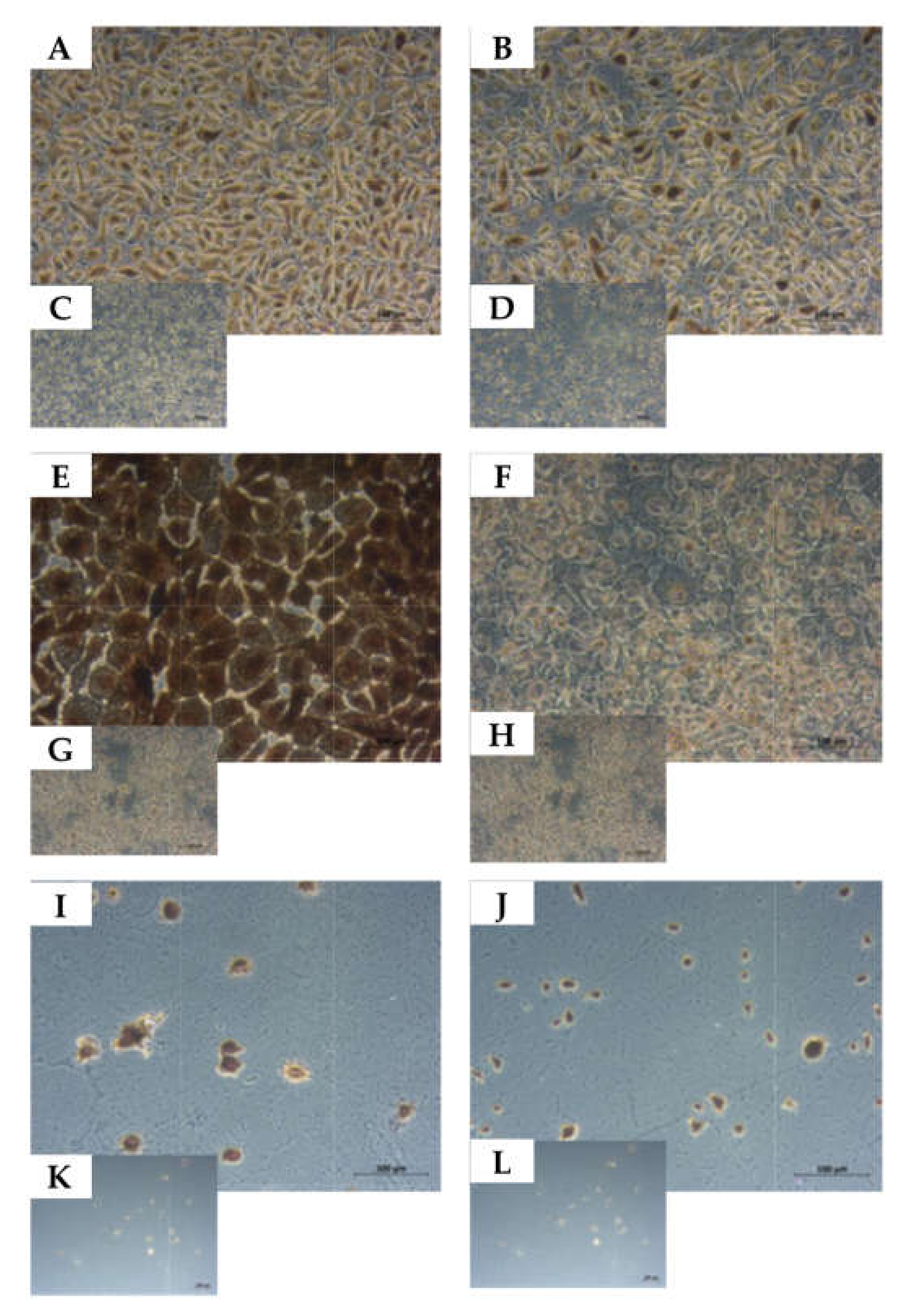 Ijms 23 04969 g006 550