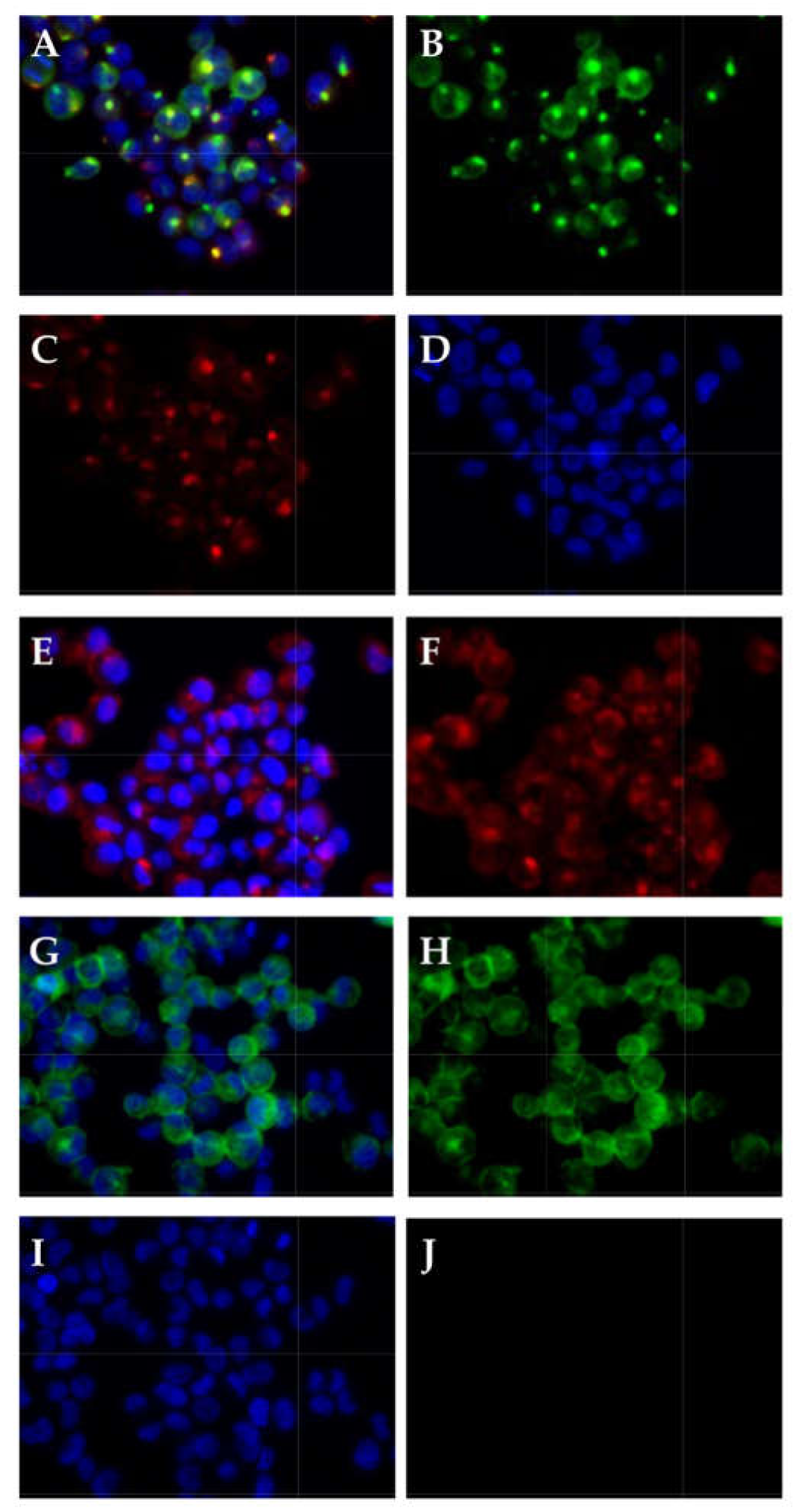 Ijms 23 04969 g007 550