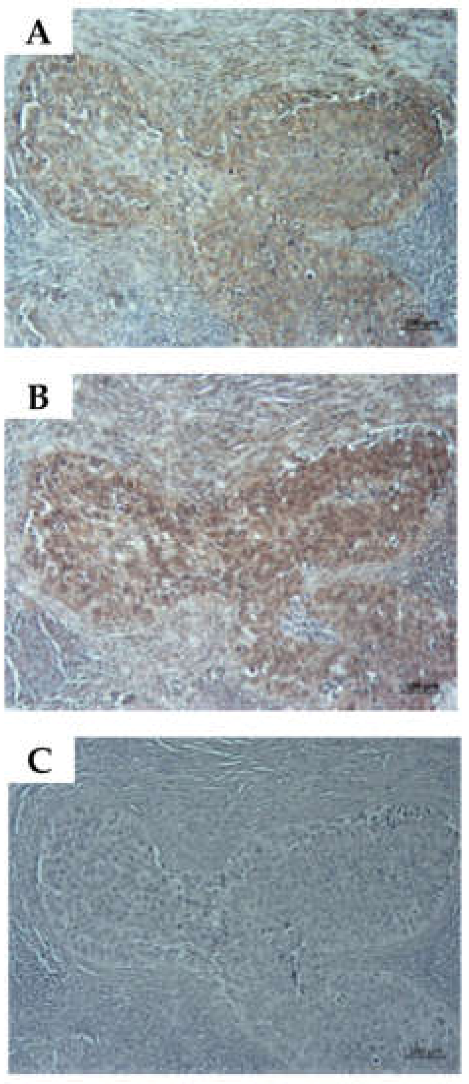 Ijms 23 04969 g009 550