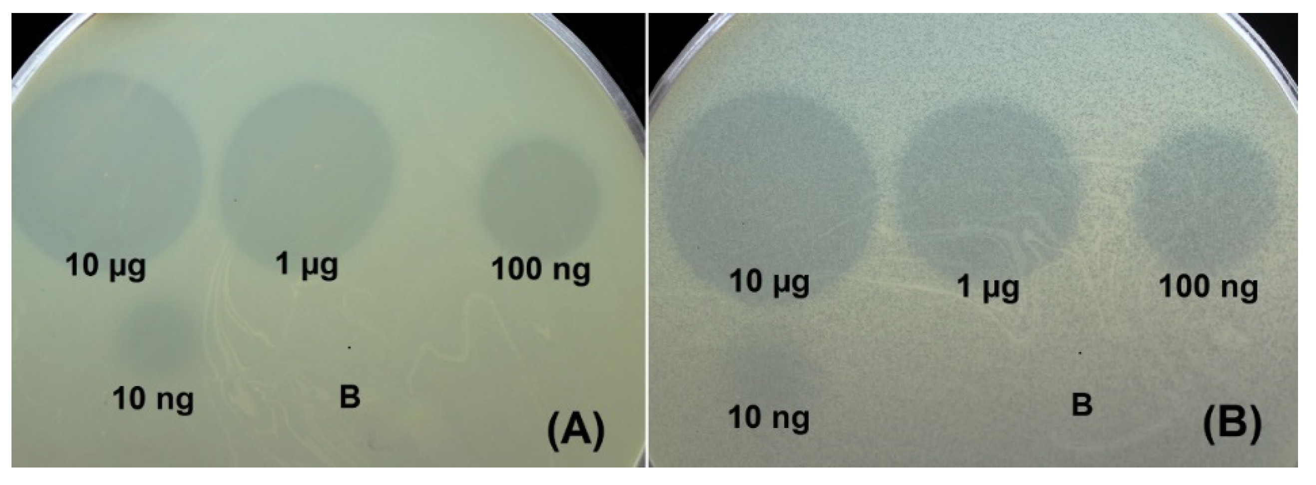 Ijms 23 04971 g005 550