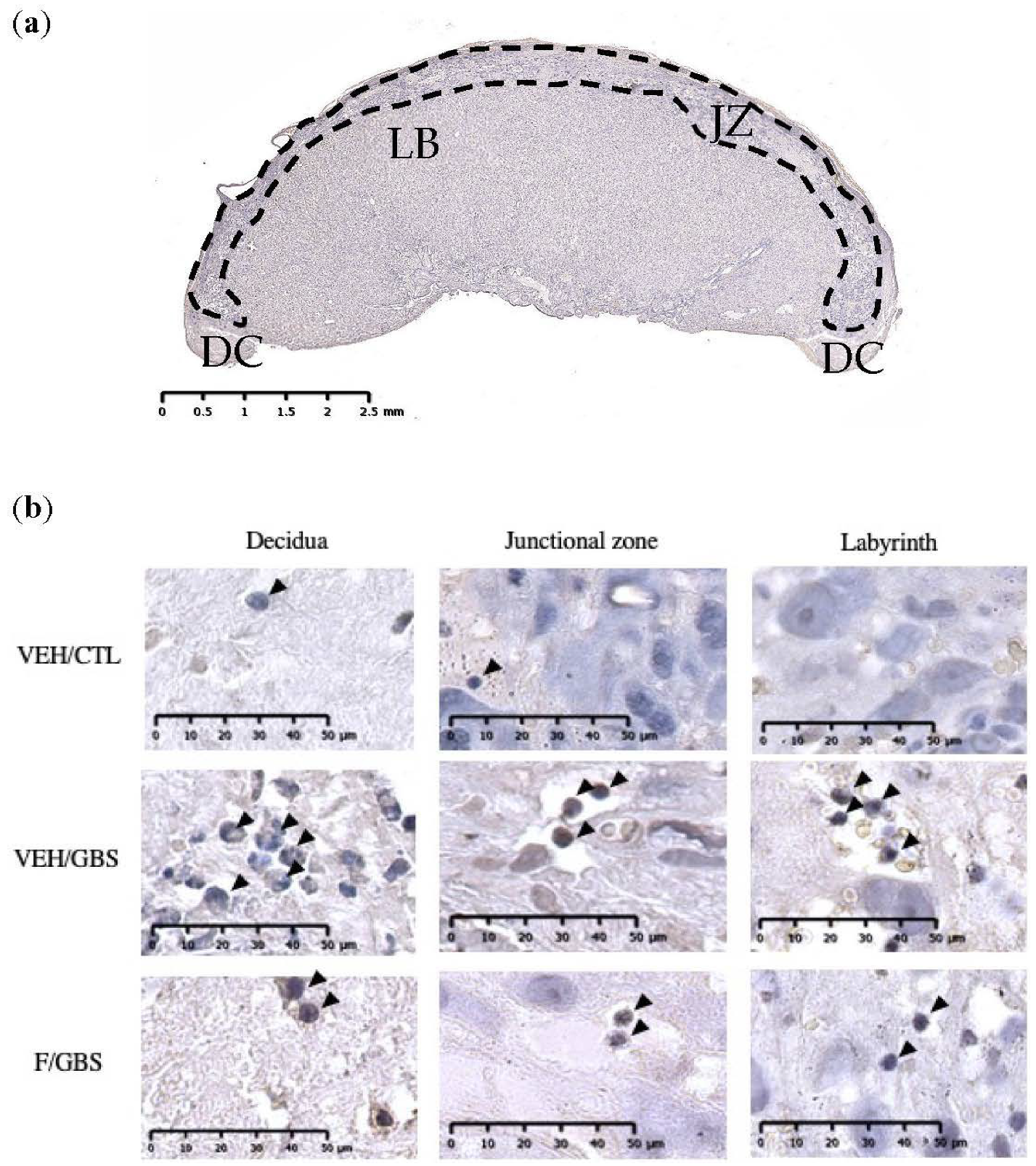 Ijms 23 04978 g004 Ijms 23 04978 g004
