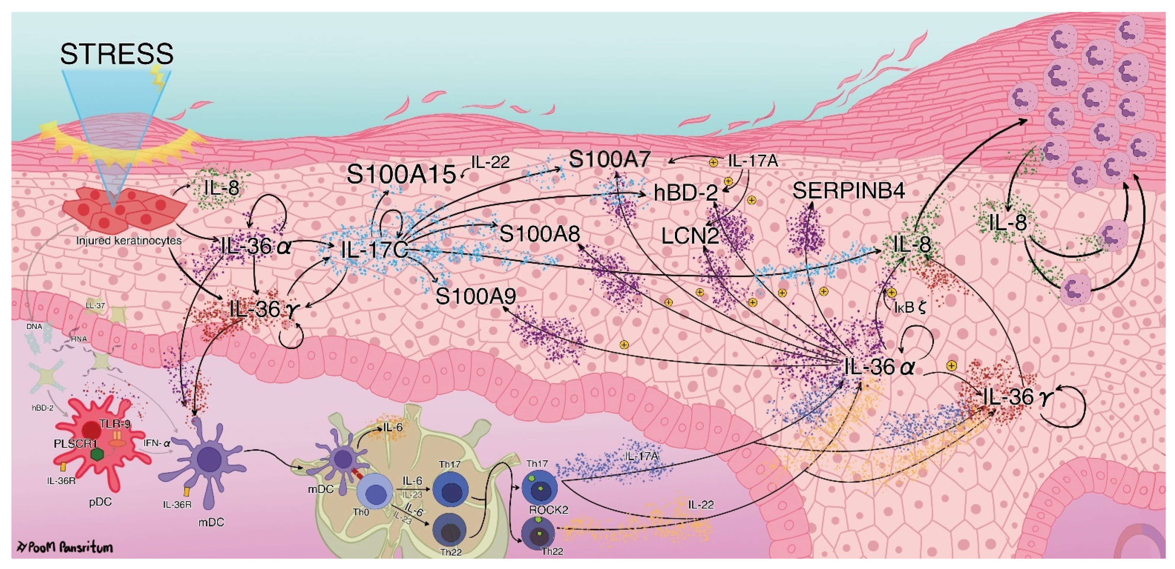 Ijms 23 04983 g008 550