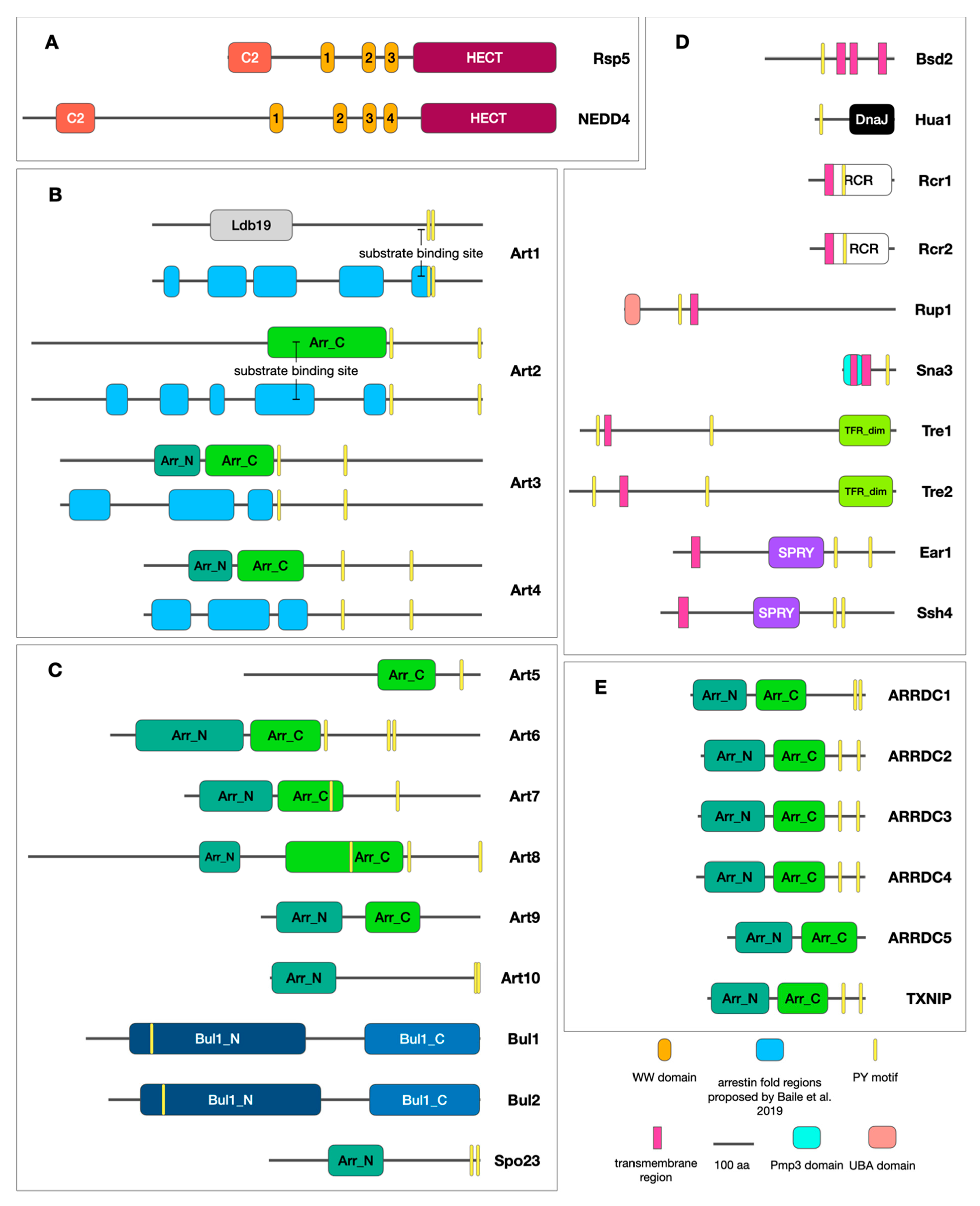 Ijms 23 04988 g001 Ijms 23 04988 g001
