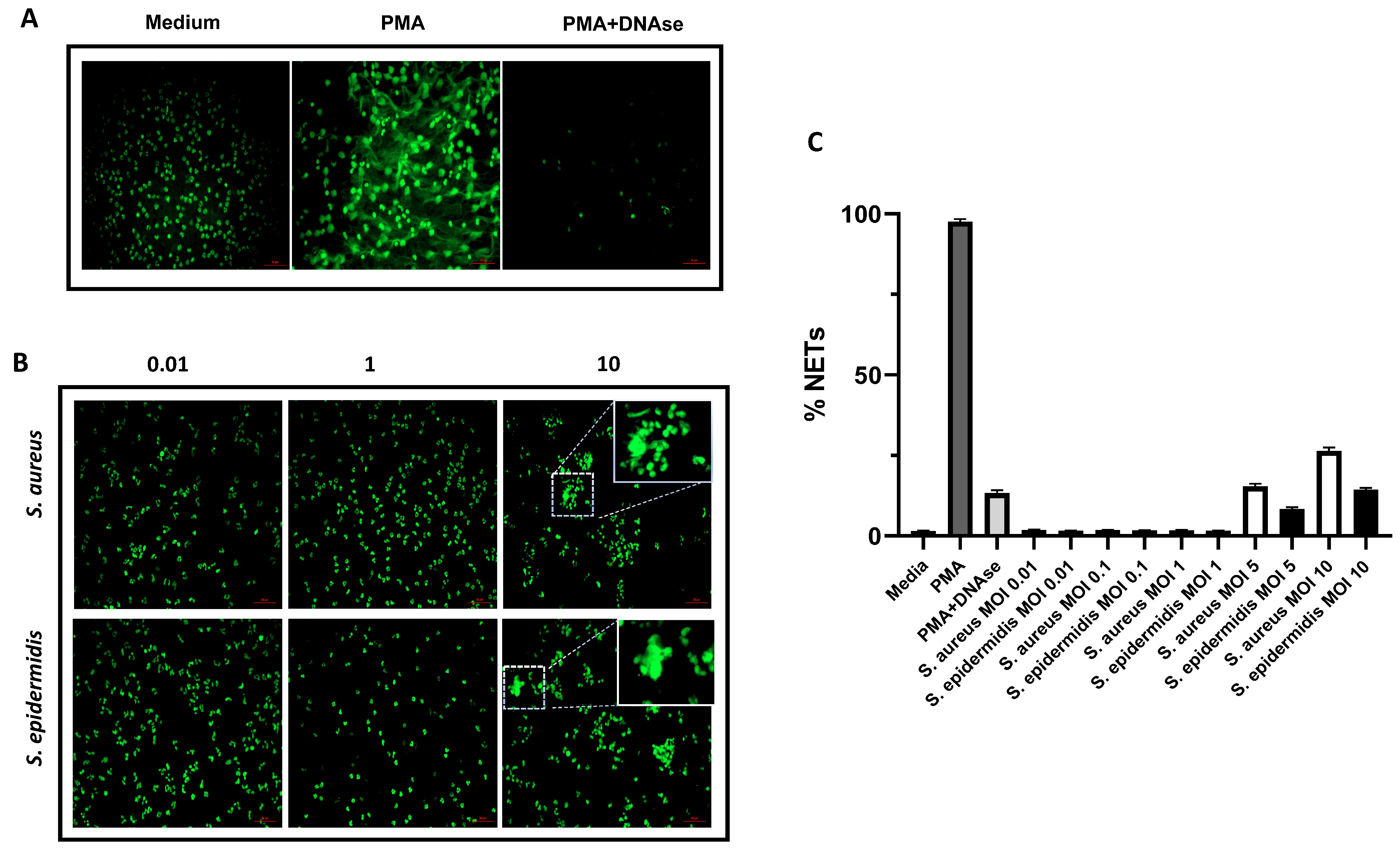 Ijms 23 04992 g008 550