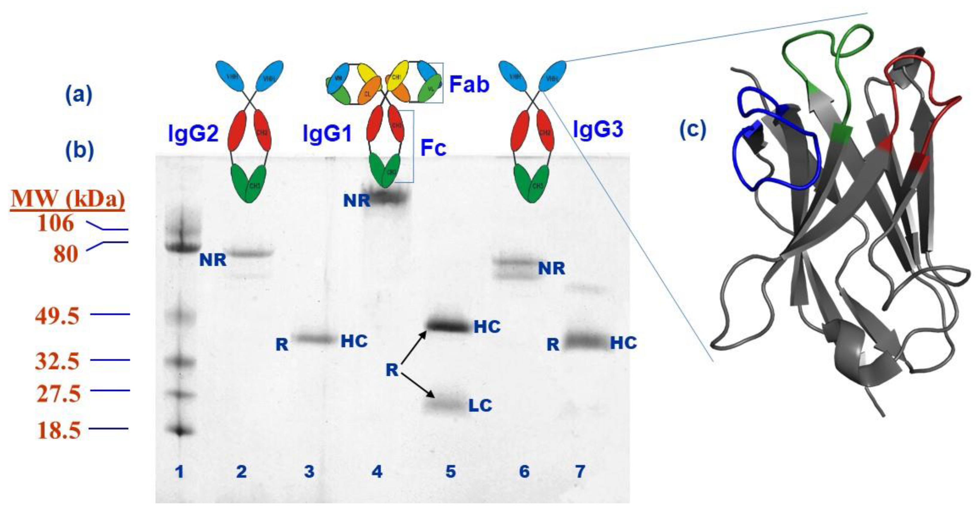 Ijms 23 05009 g001 Ijms 23 05009 g001