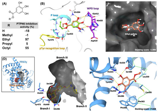 Ethyl Gallate Dual-Targeting PTPN6 and PPARγ Shows Anti-Diabetic and  Anti-Obese Effects