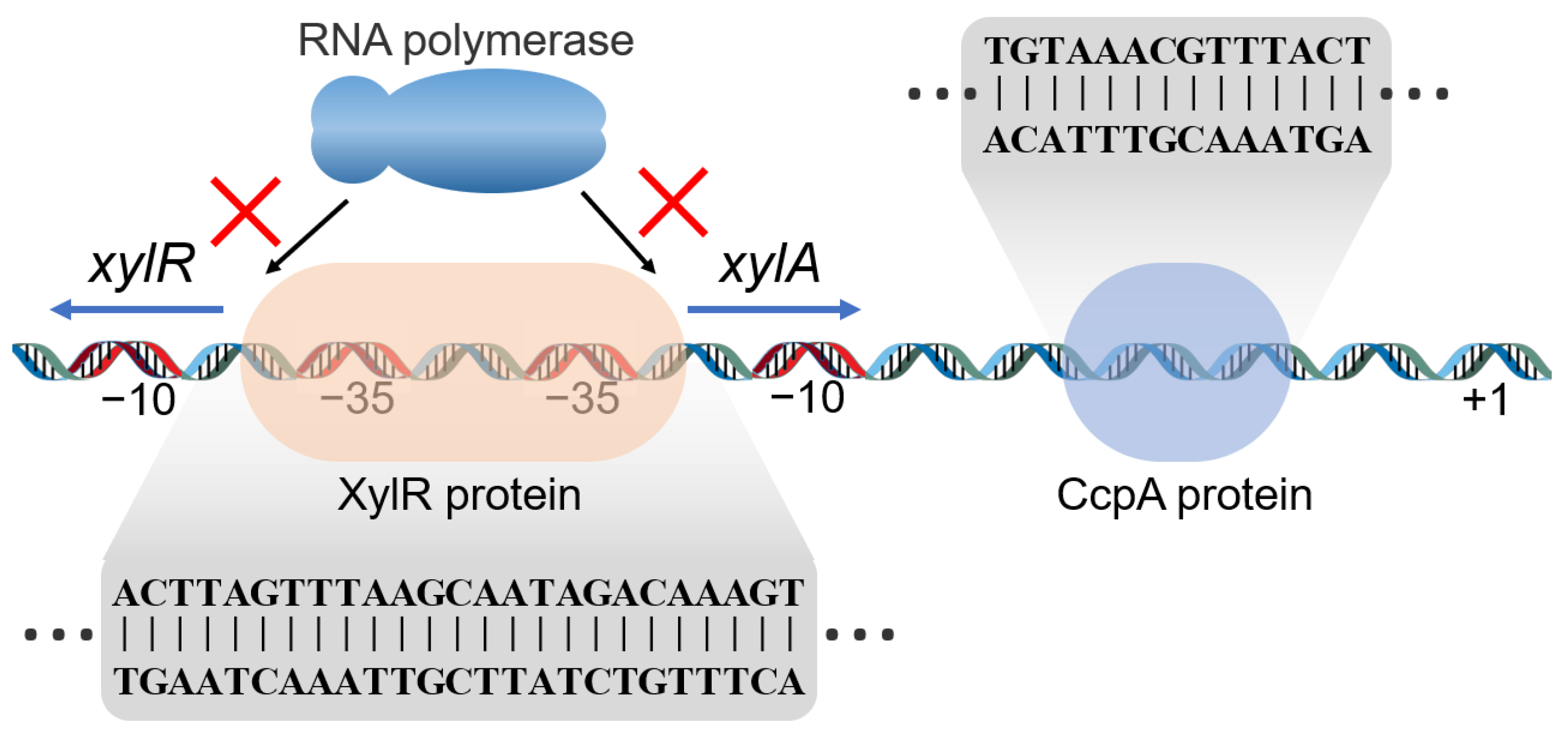Ijms 23 05024 g006 Ijms 23 05024 g006