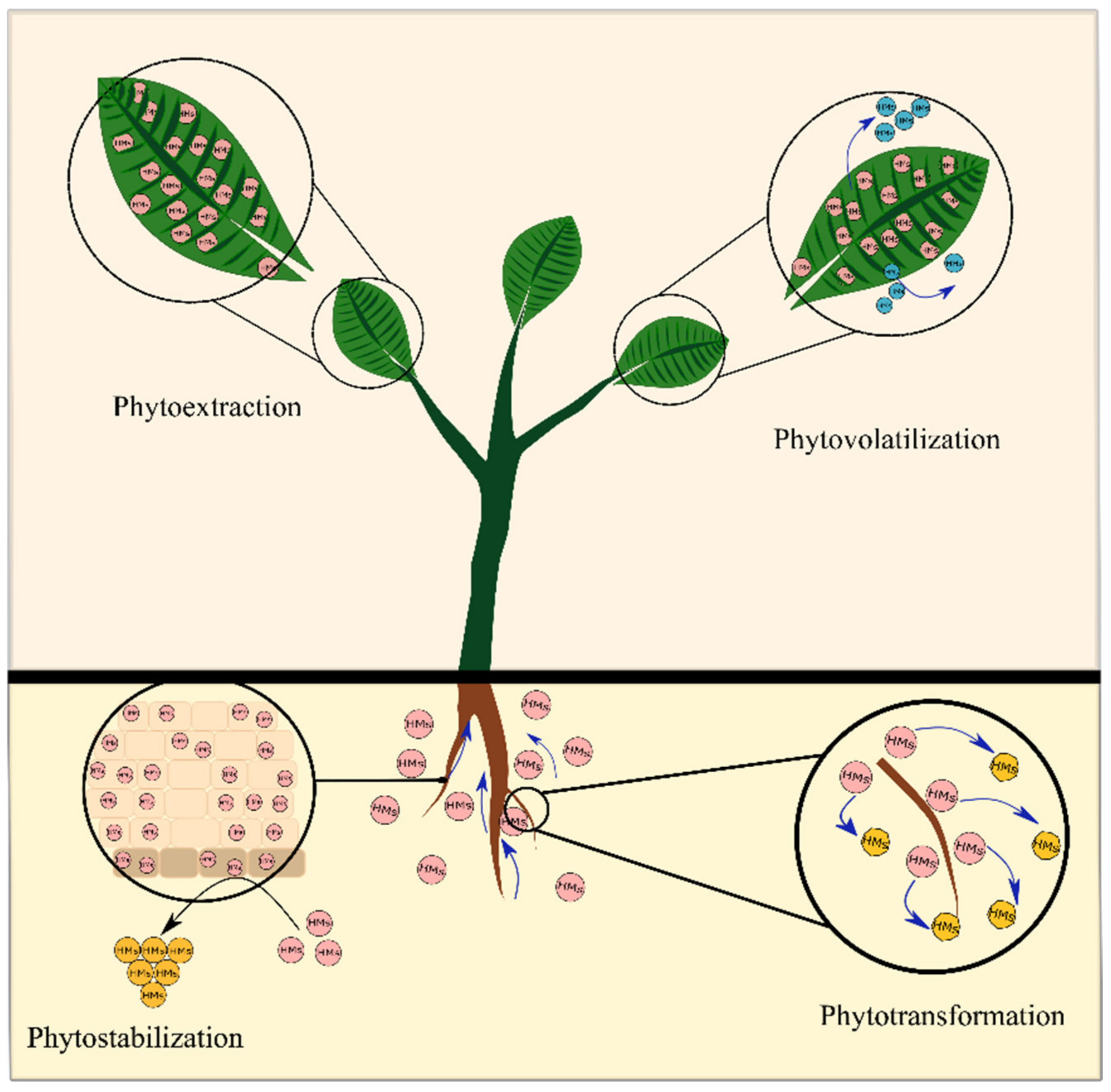 Frontiers  Distribution of Biominerals and Mineral-Organic Composites in  Plant Trichomes