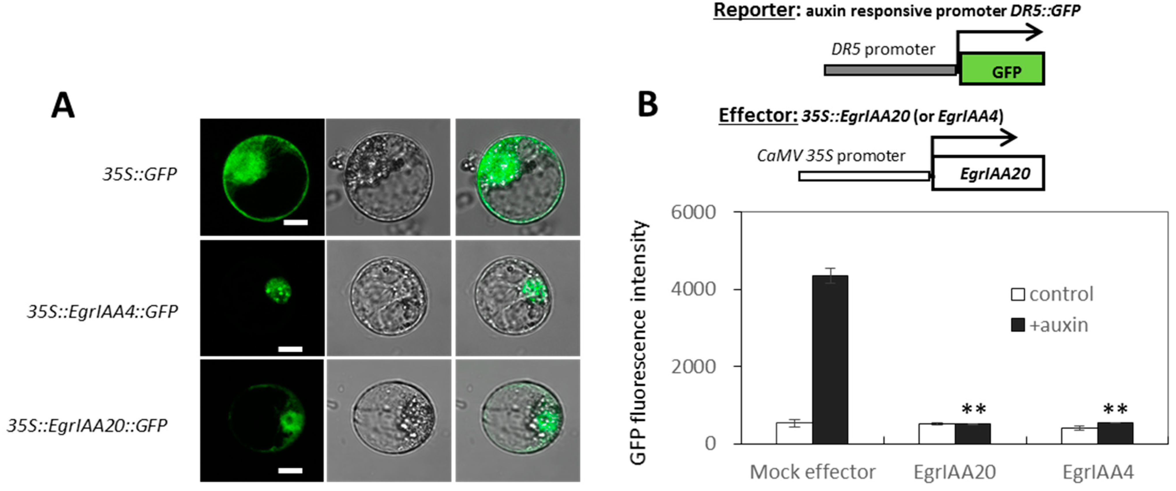 Ijms 23 05068 g003 550