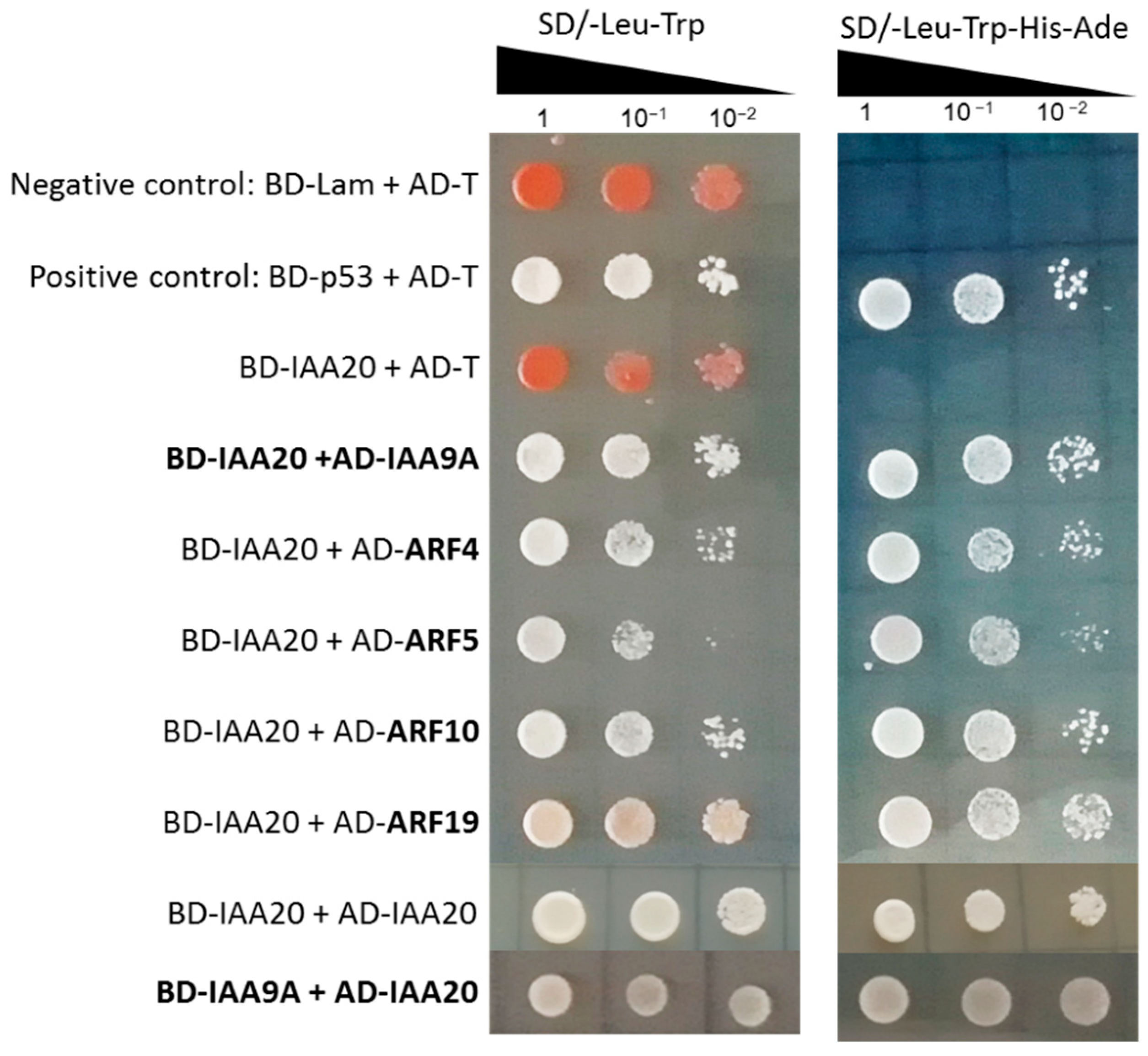 Ijms 23 05068 g009 550