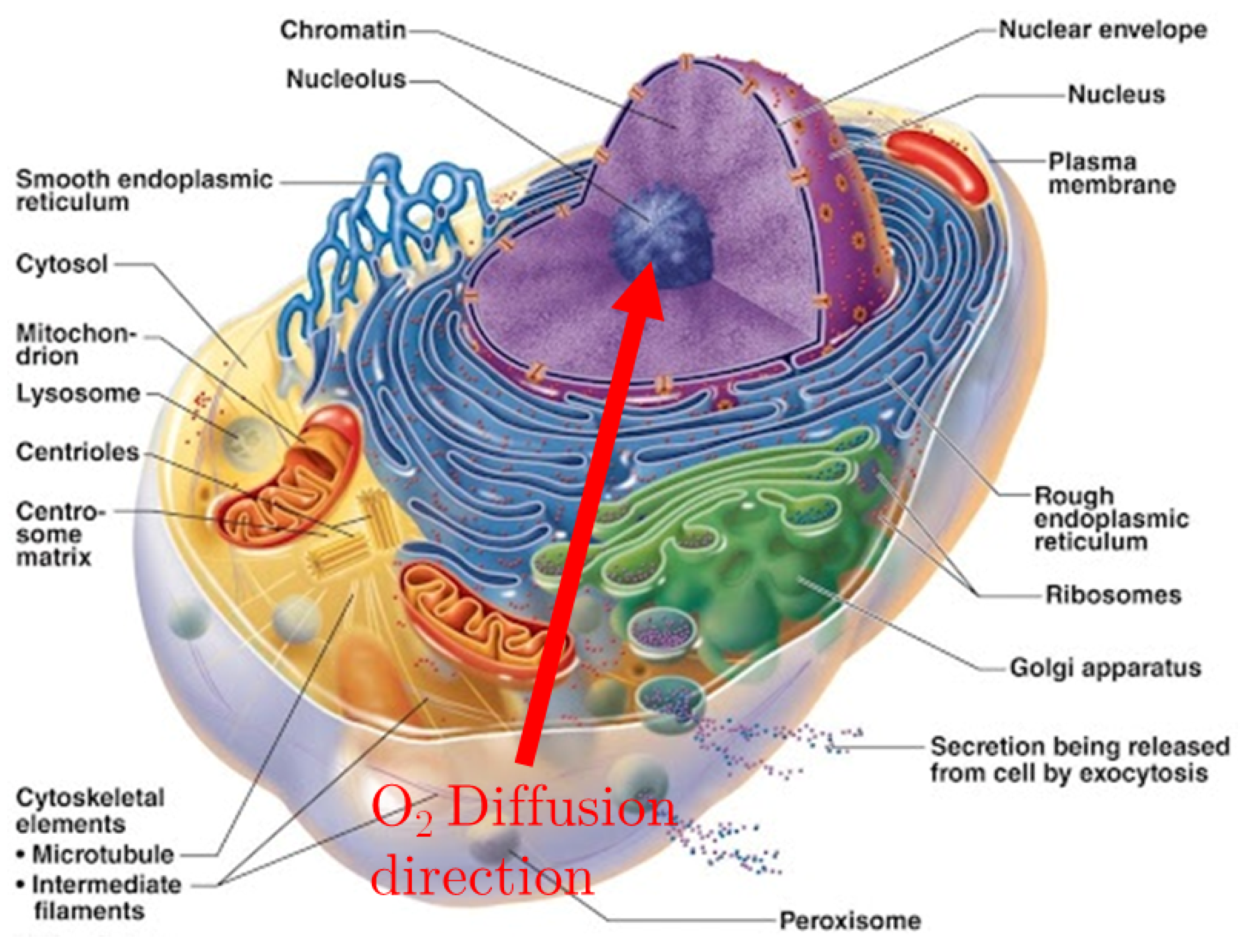 Клетка человека изображение. Органоиды клетки человека. Органеллы клетки. Митохондрий в живых клетках. Строение органоидов клетки.