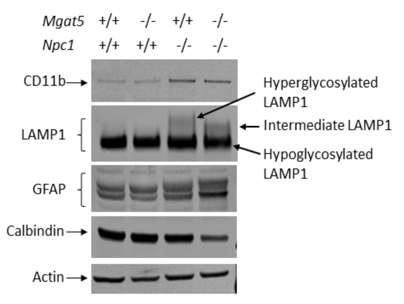 Ijms 23 05082 g003 550