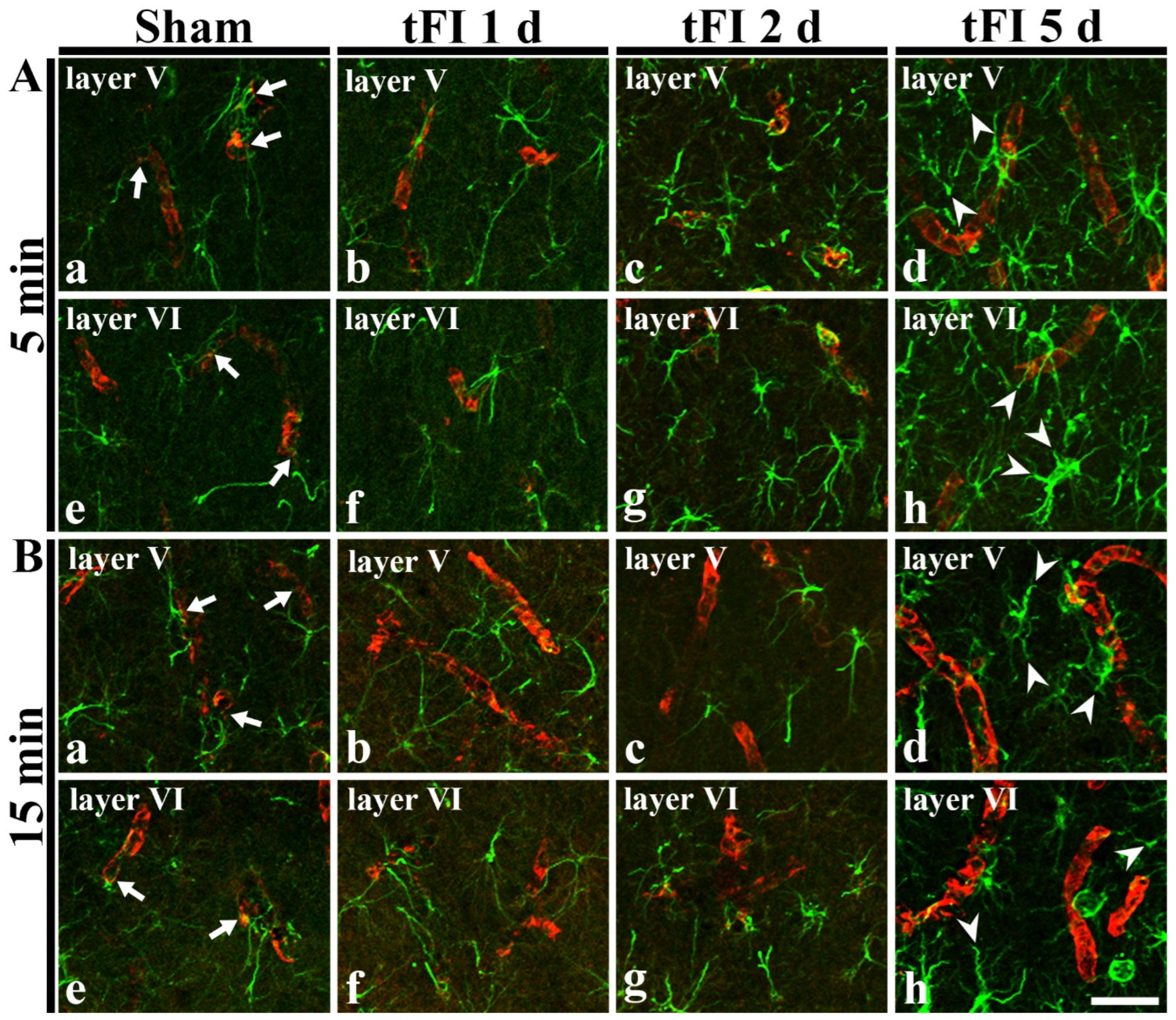 Ijms 23 05096 g007 550