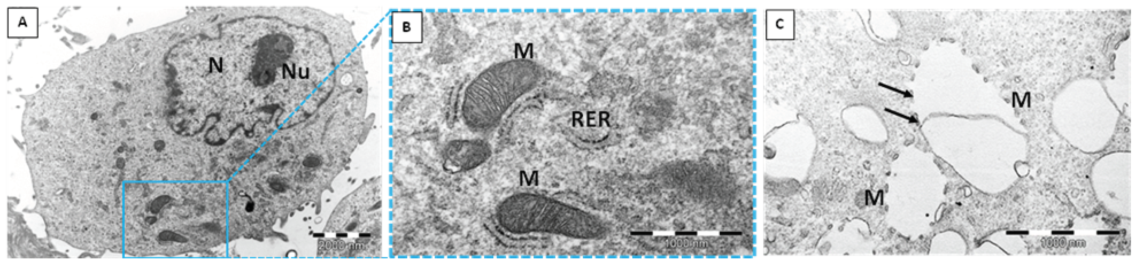 Ijms 23 05103 g004 550