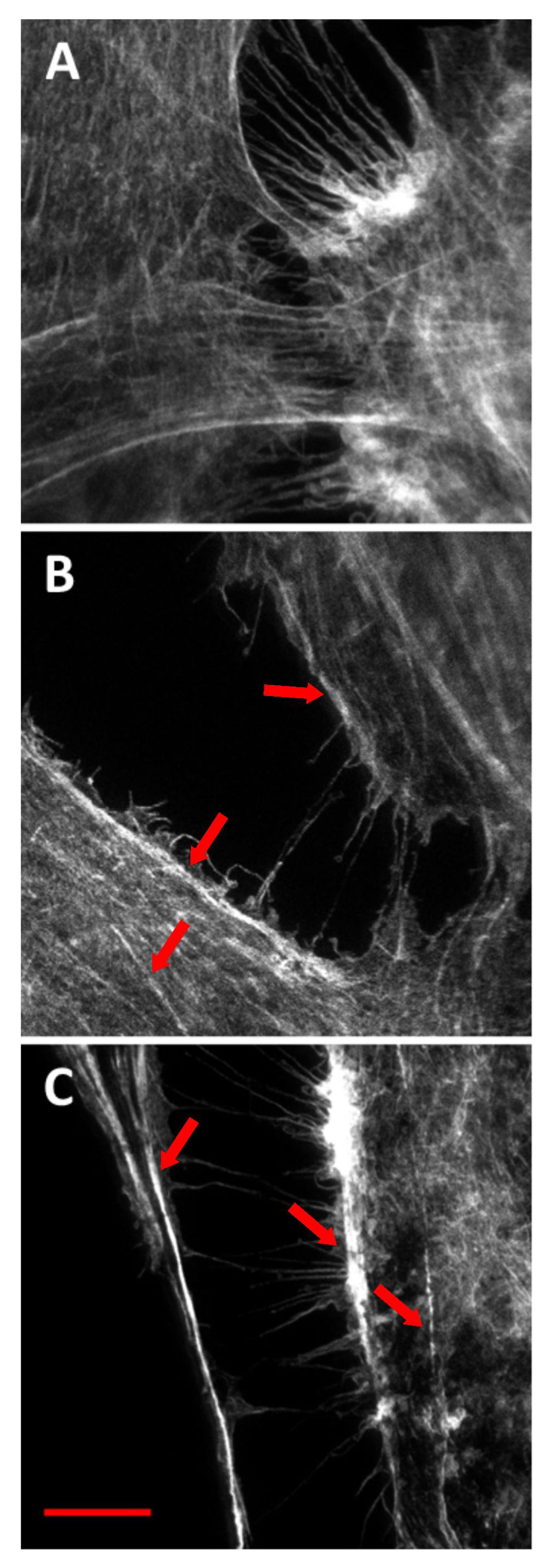 Ijms 23 05103 g005 550
