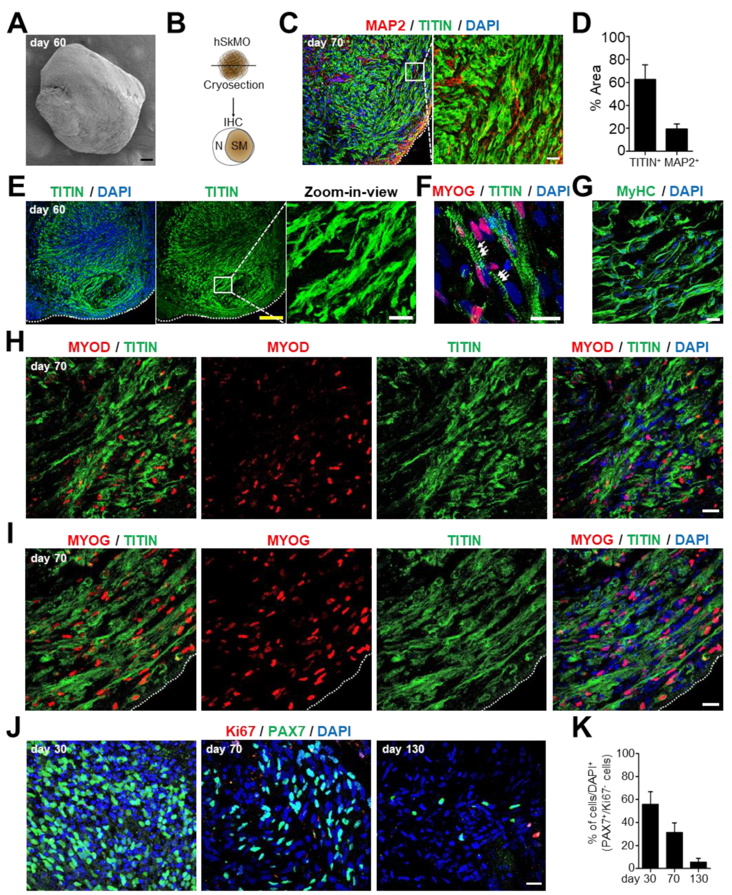 Ijms 23 05108 g003 550