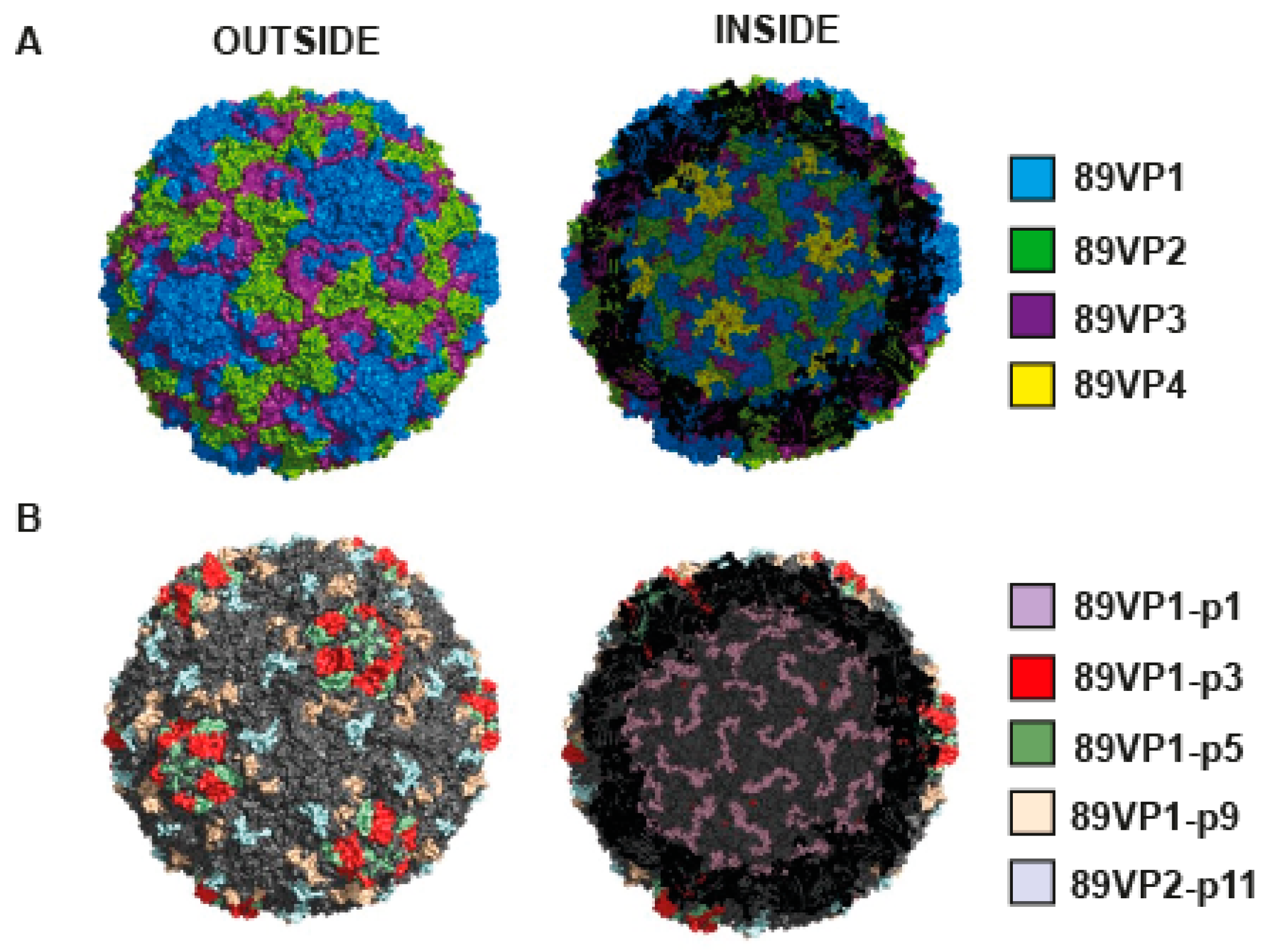 Ijms 23 05113 g005 550