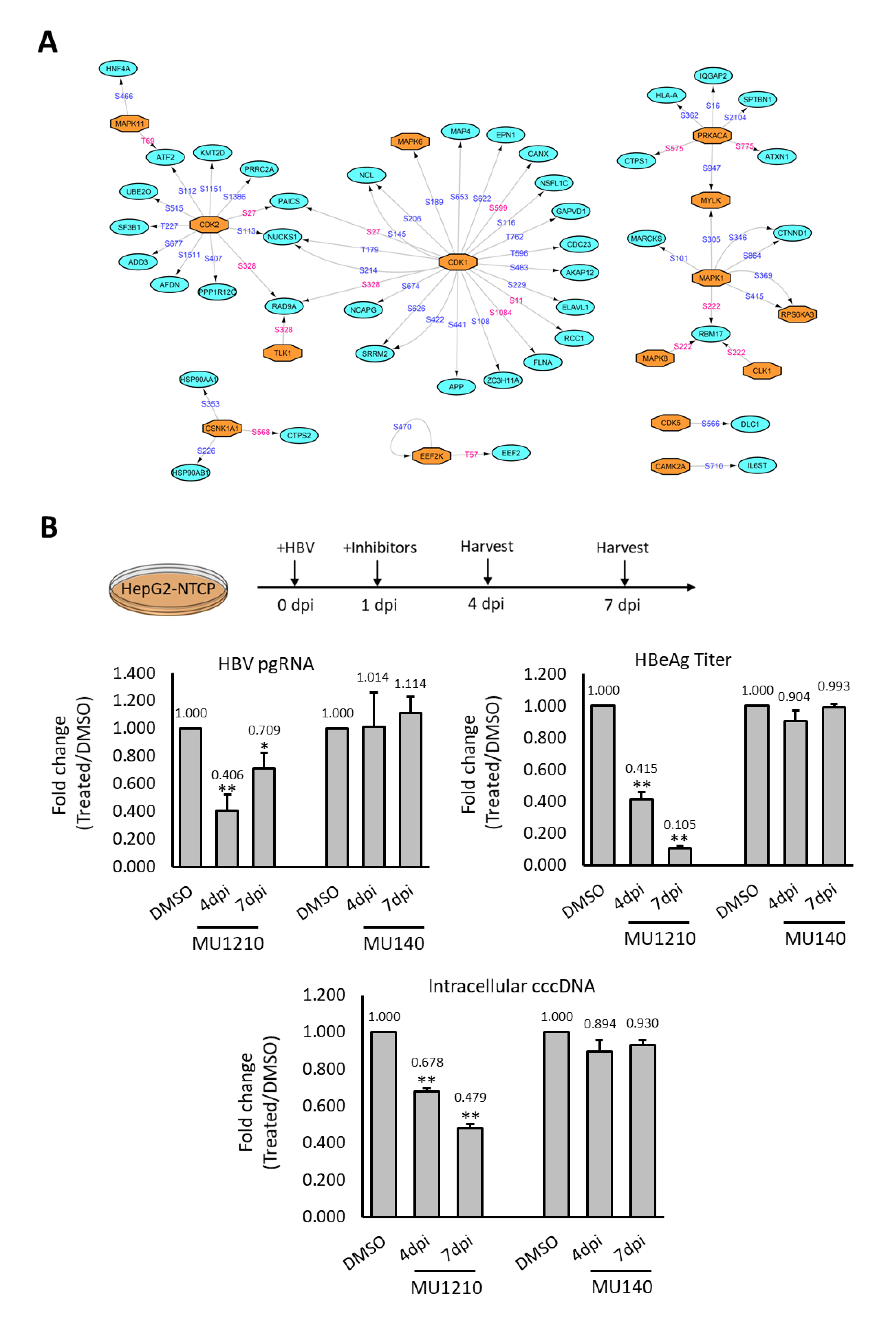 Ijms 23 05127 g005 Ijms 23 05127 g005