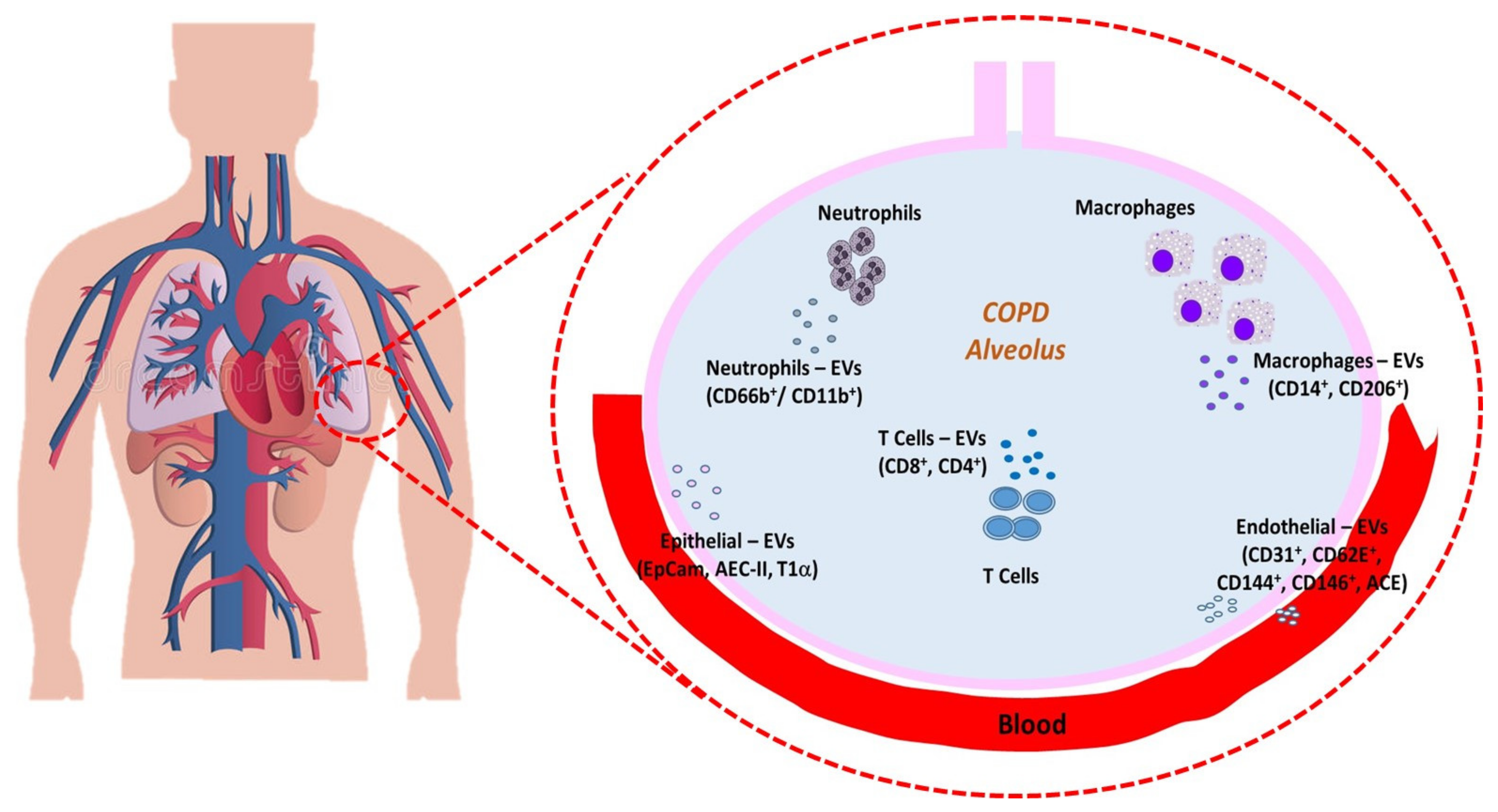 Ijms 23 05136 g001 550