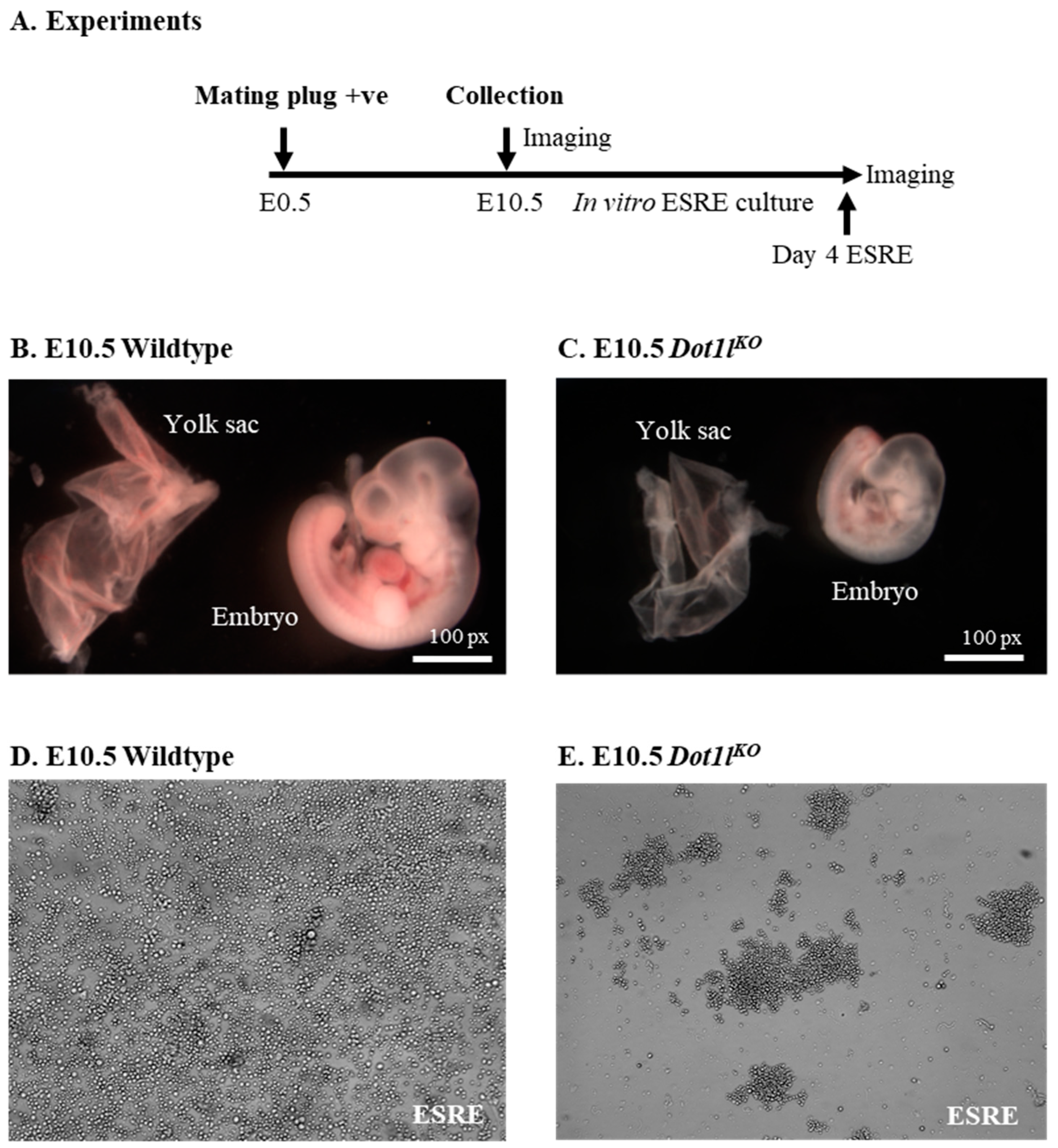 Ijms 23 05137 g001 Ijms 23 05137 g001