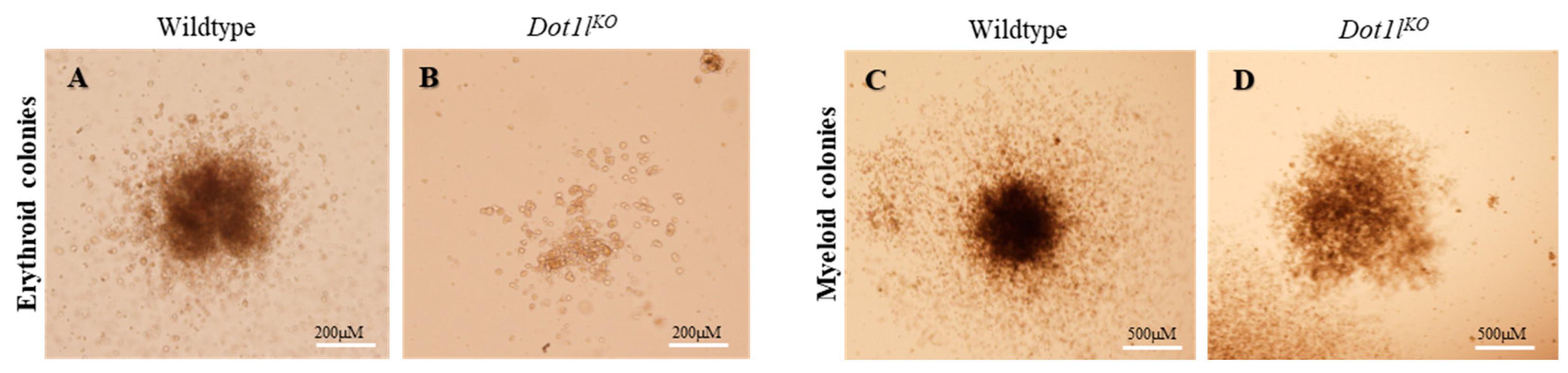 Ijms 23 05137 g003 Ijms 23 05137 g003