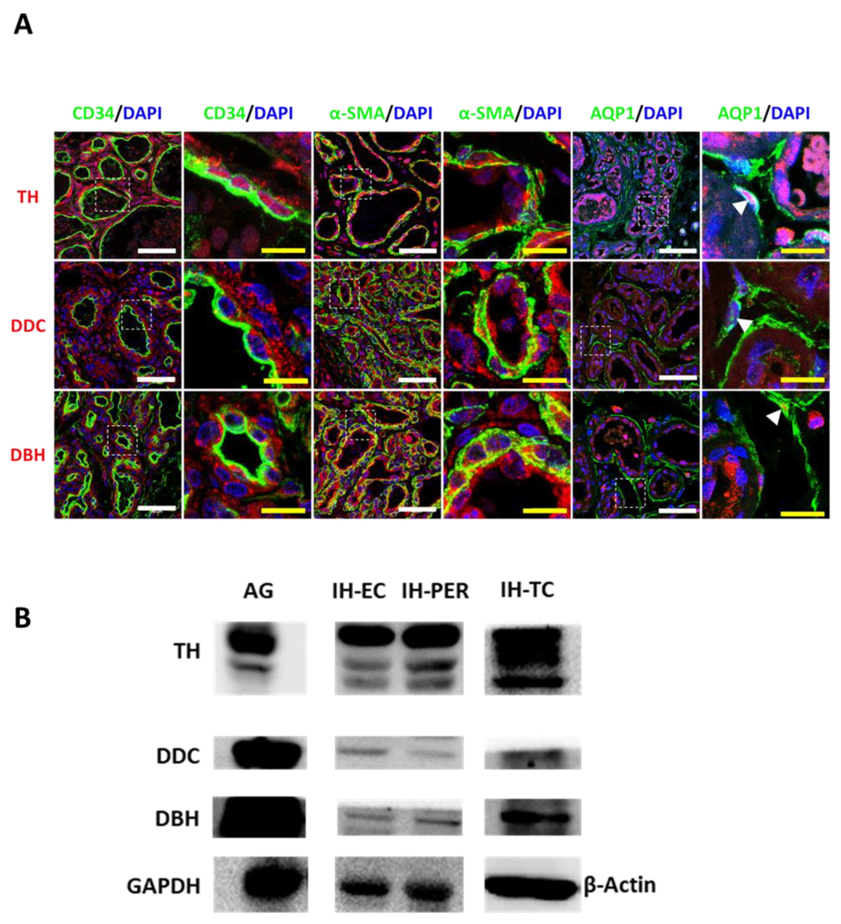 Ijms 23 05140 g003 550