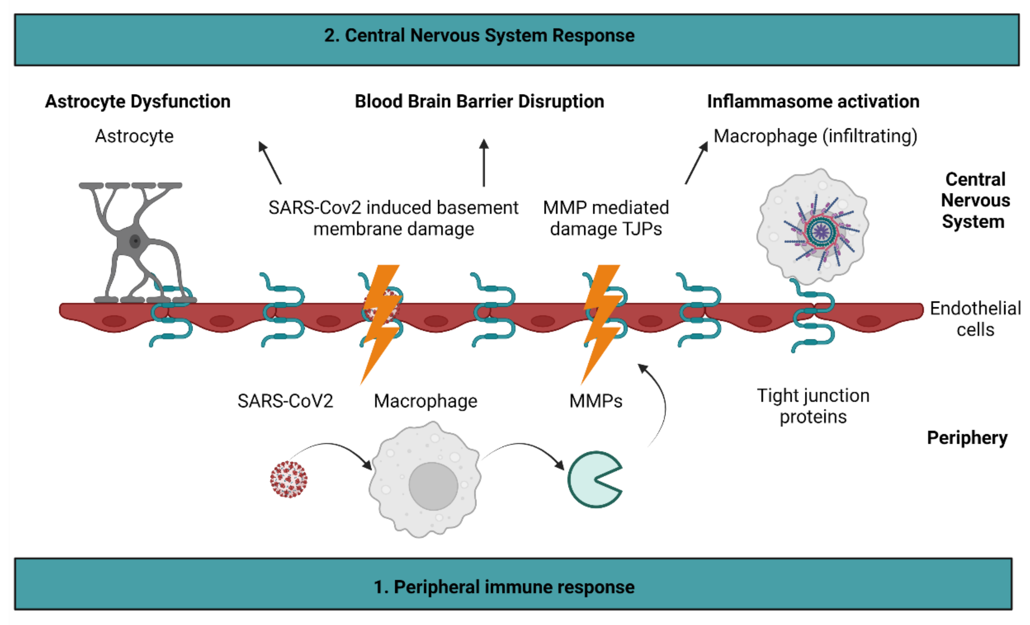 Ijms 23 05150 g002 550