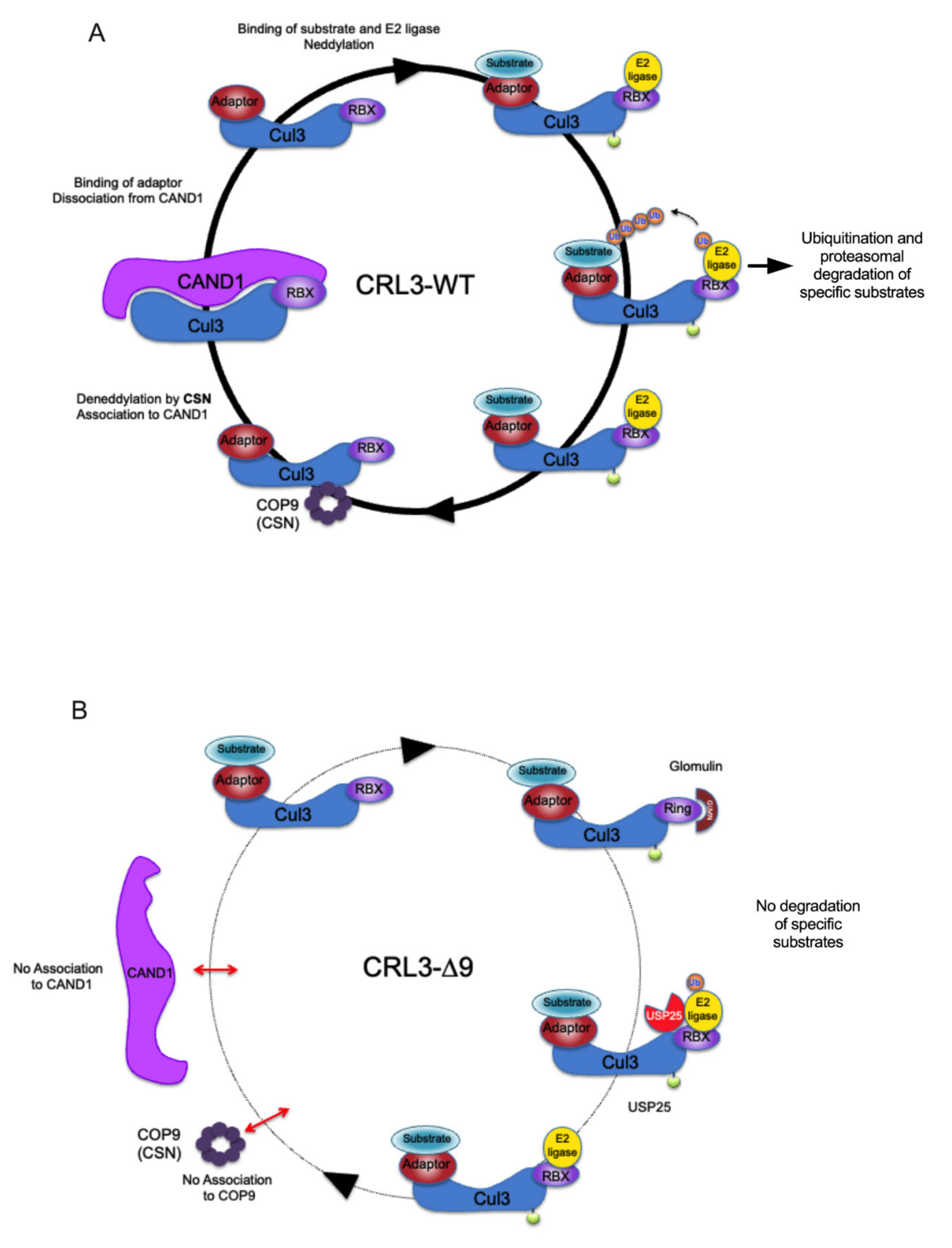 Ijms 23 05151 g009 550