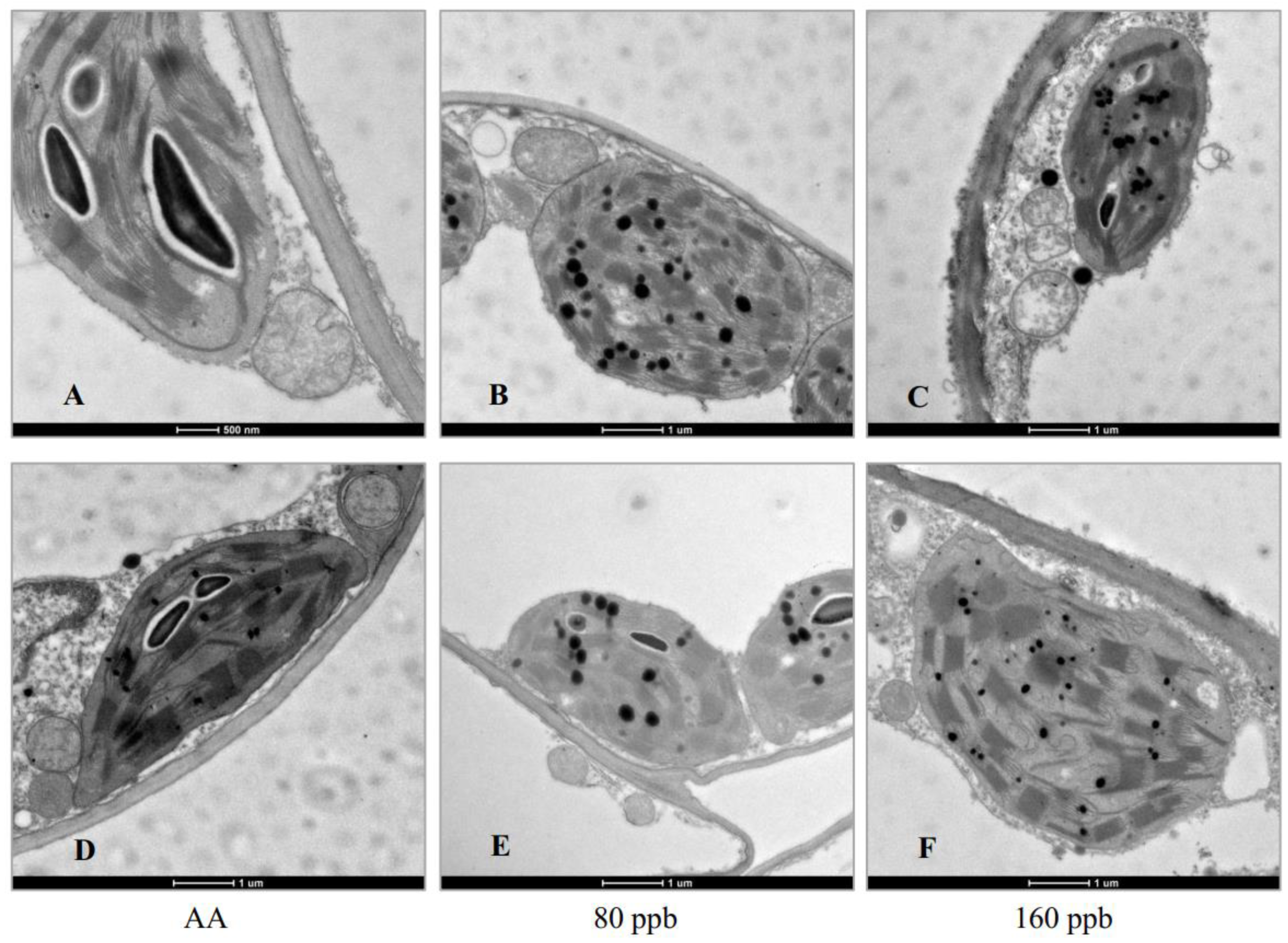 Ijms 23 05153 g003 550