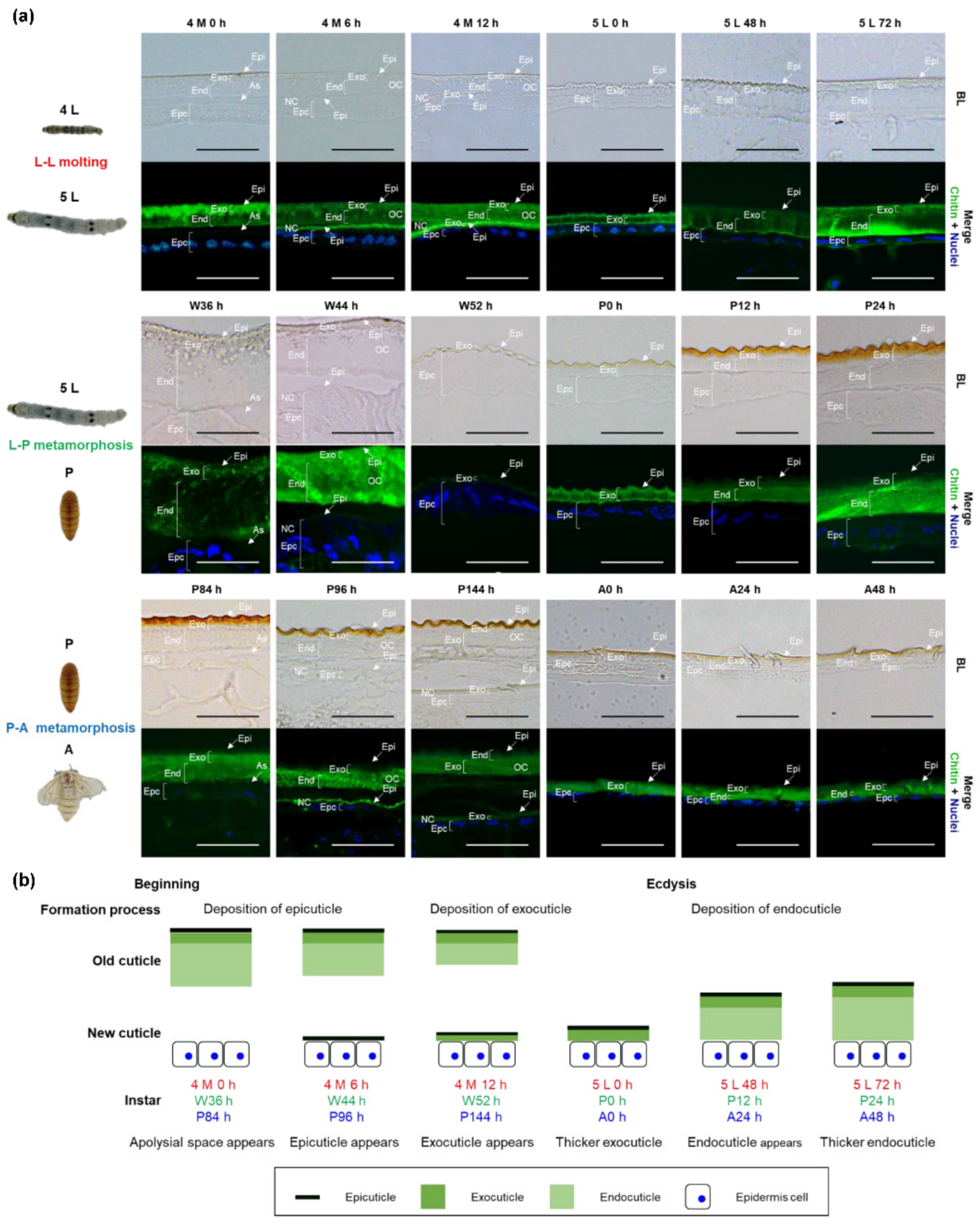 Ijms 23 05155 g001 550
